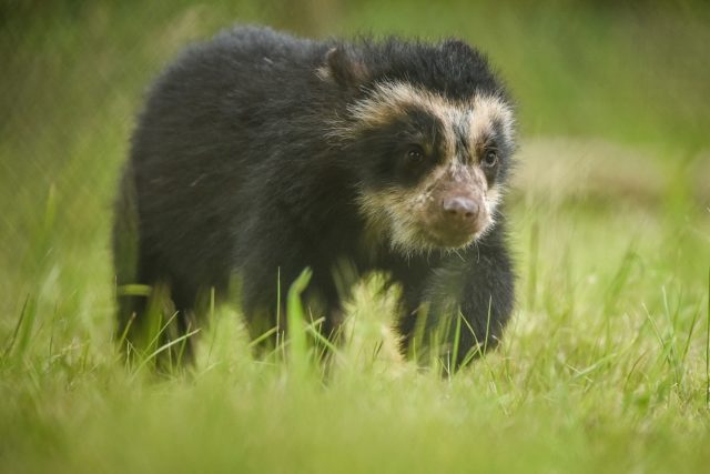A project to protect spectacled bears and reduce poverty in Bolivia has received funding (Chester Zoo/PA)