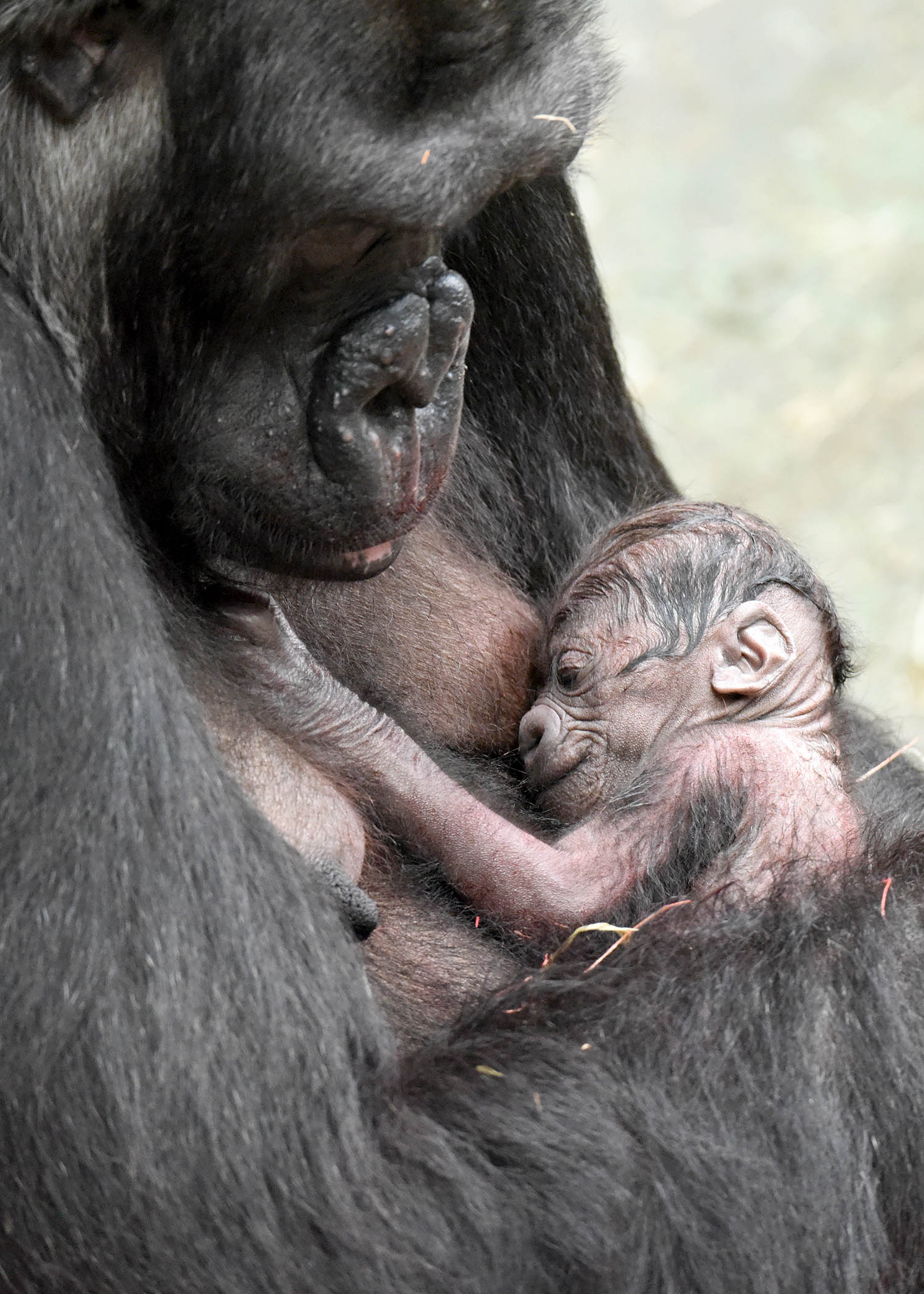 Western lowland gorilla Koola and her newborn baby