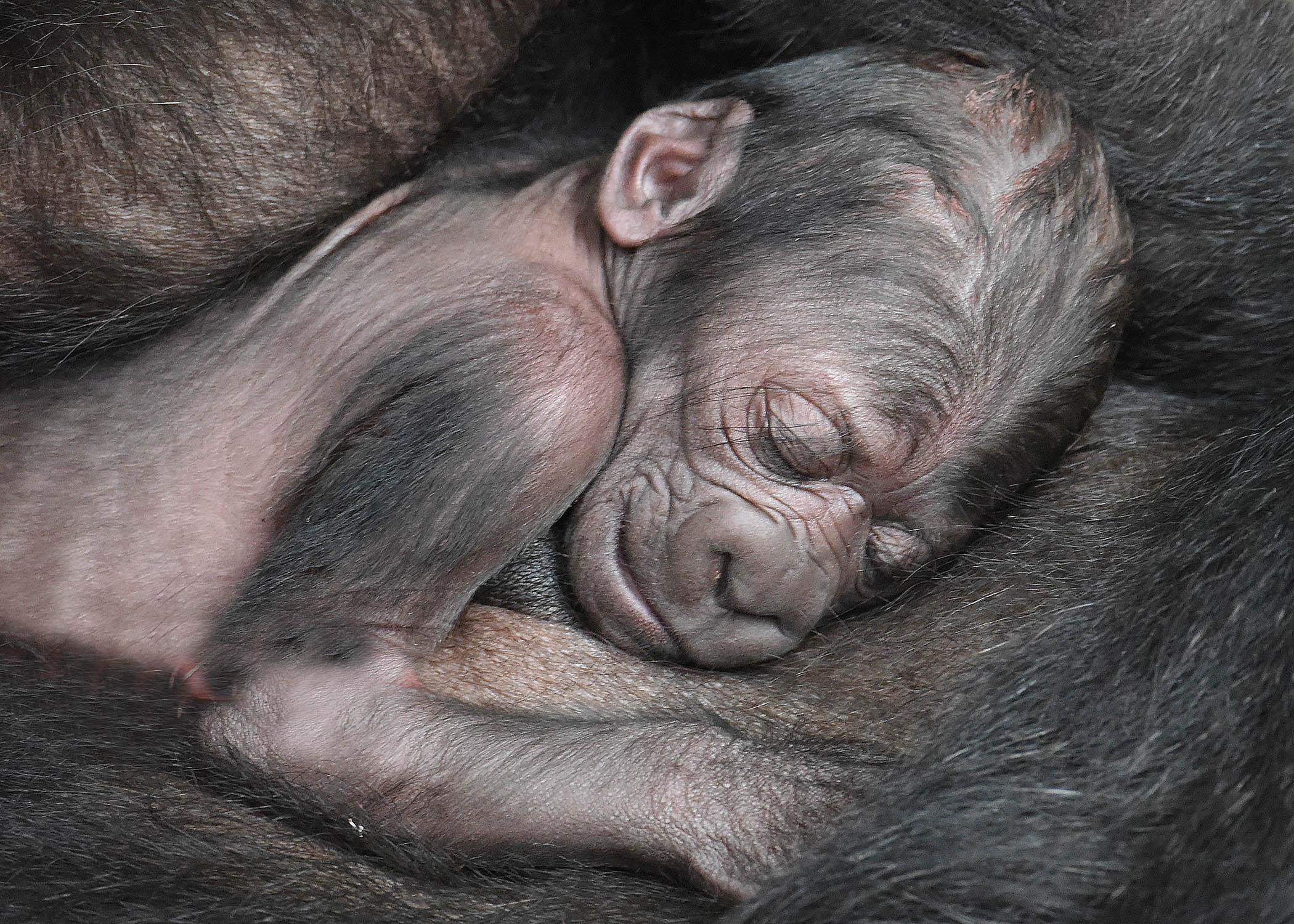 Western lowland gorilla Koola and her newborn baby