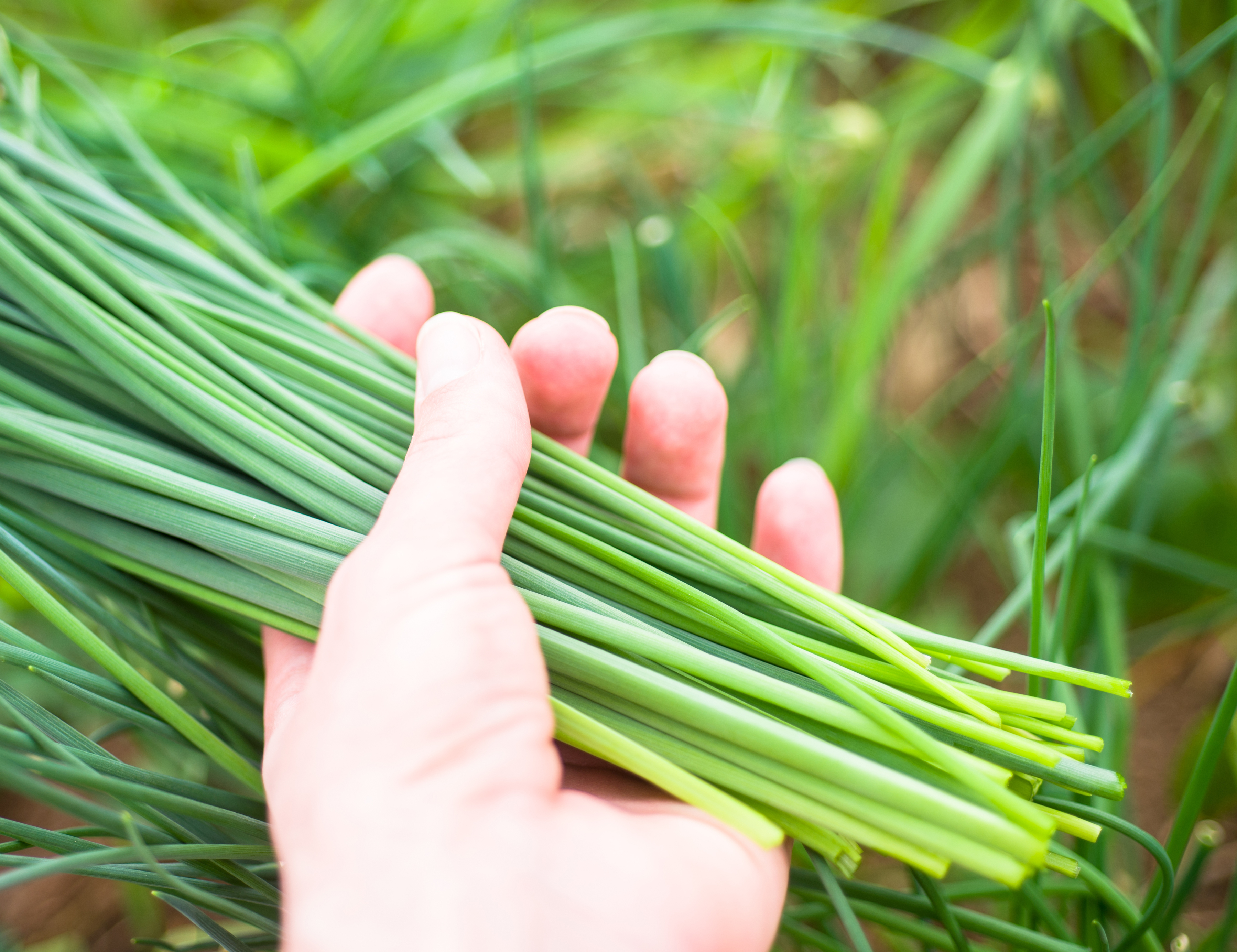 Just cut chives in someone's hand (Thinkstock/PA)