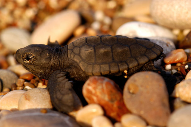 Loggerhead turtles, such as this young hatchling, live in the Mediterranean but many end up eating plastic (Michel Gunther/WWF/PA)
