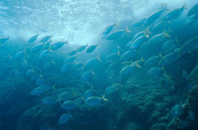 The Mediterranean is home to almost 25,000 species of wildlife (Michel Gunther/WWF/PA)