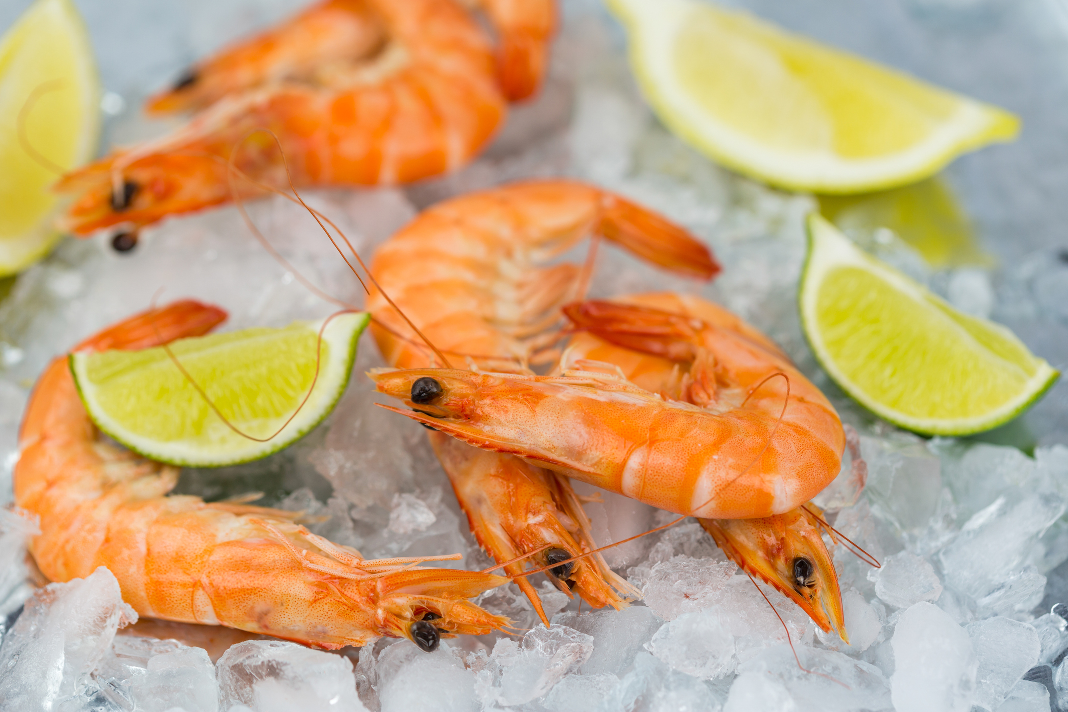 Close Up Food Still Life of Fresh Pink Cooked Shrimp Chilling on Metal Tray of Melting Ice with Wedges of Fresh Lime as Garnish