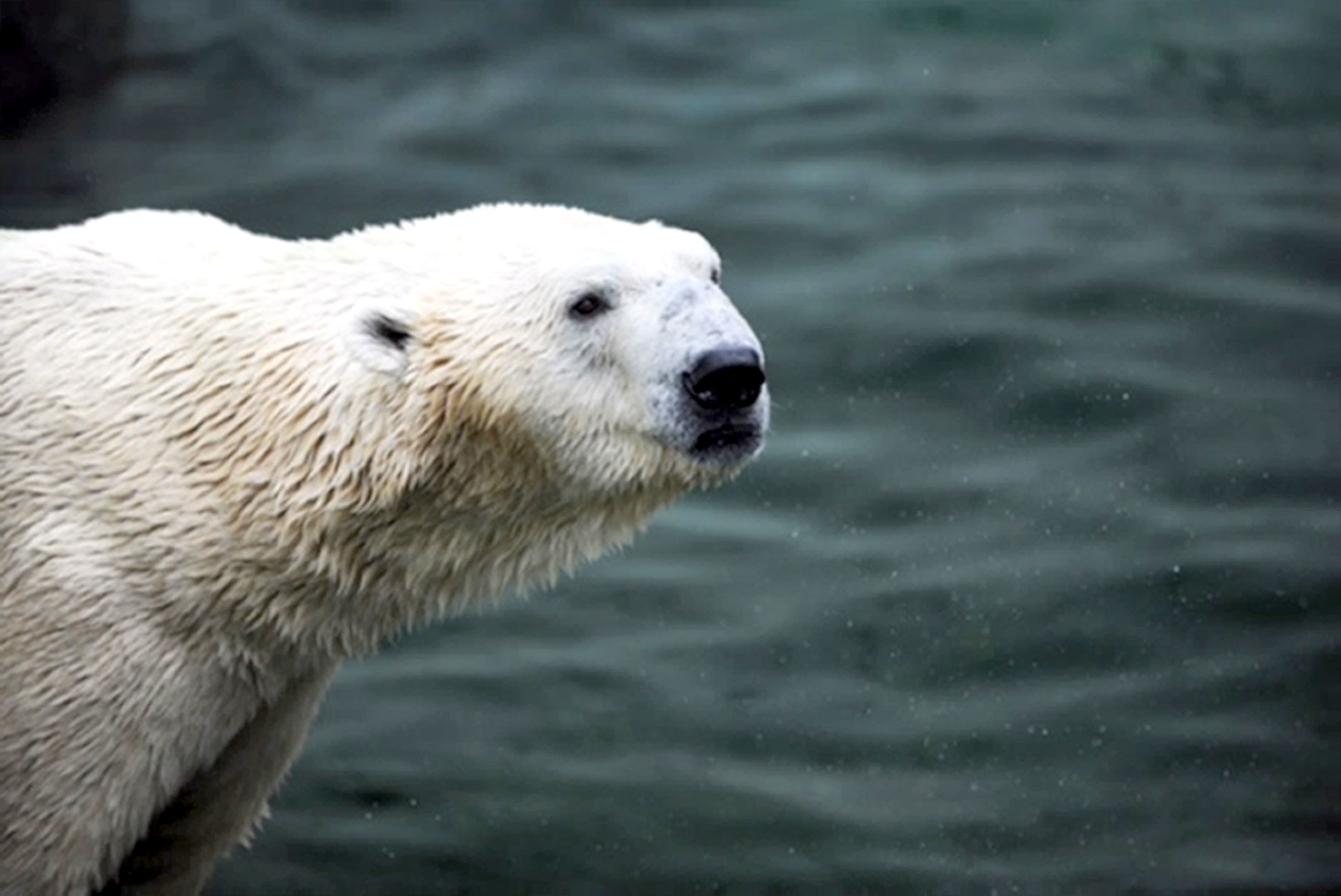 Polar bear Tongki