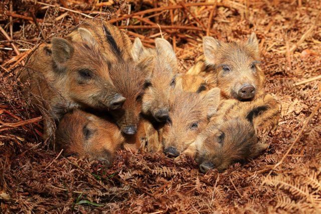 Wild boar have returned to Britain (Shane Stanbridge/Mammal Society/PA)