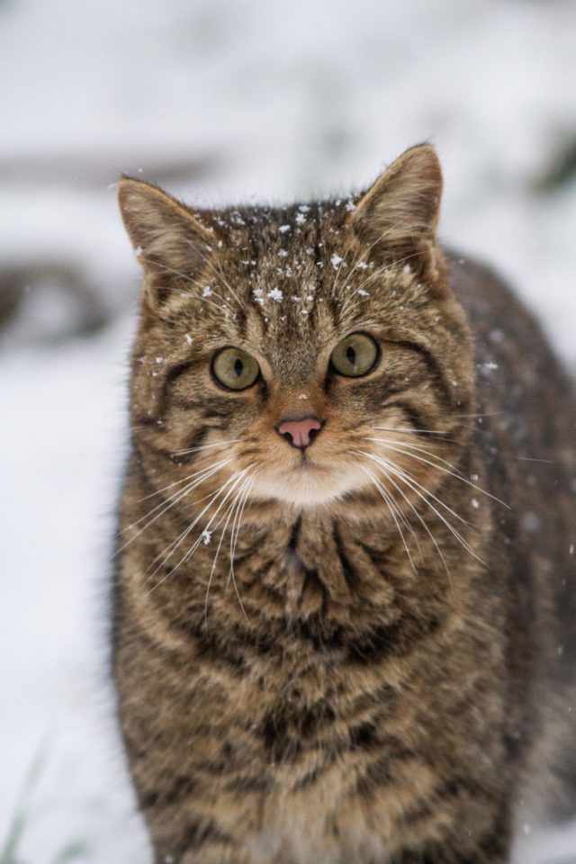 Wildcats, found only in Scotland, are critically endangered (Harry Martin/Mammal Society/PA)