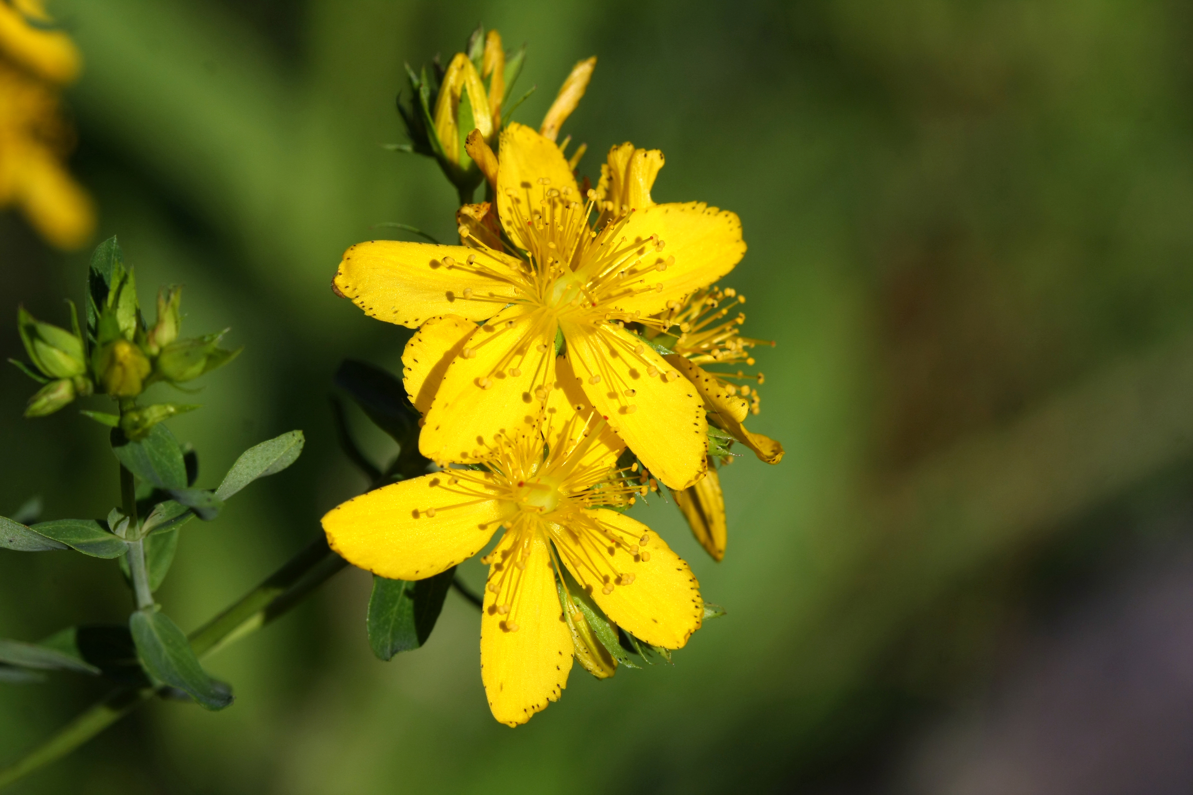 A flowering St John's Wort (Shutterstock/PA)