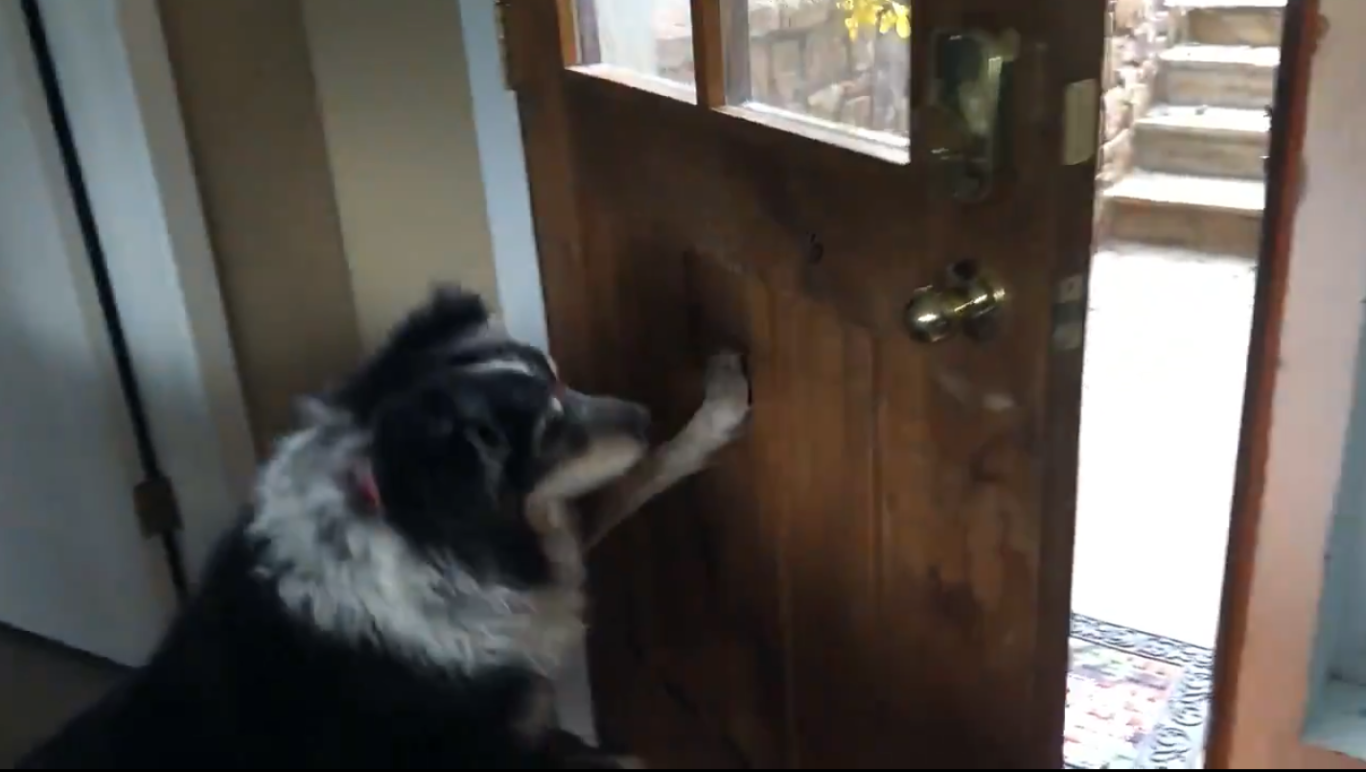 This clever dog opens and shuts the front door when his owner's hands