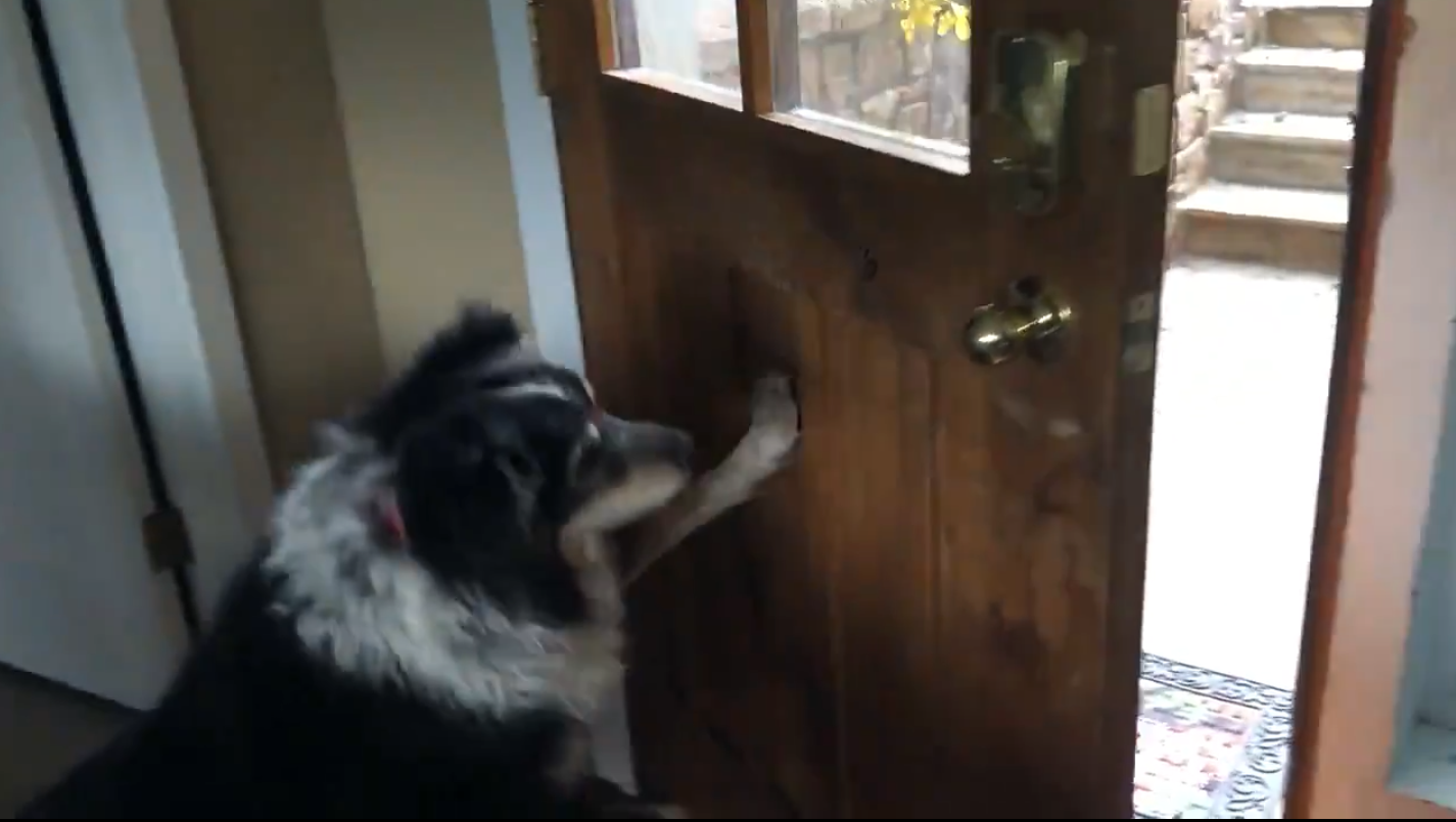 Buddy shutting the door