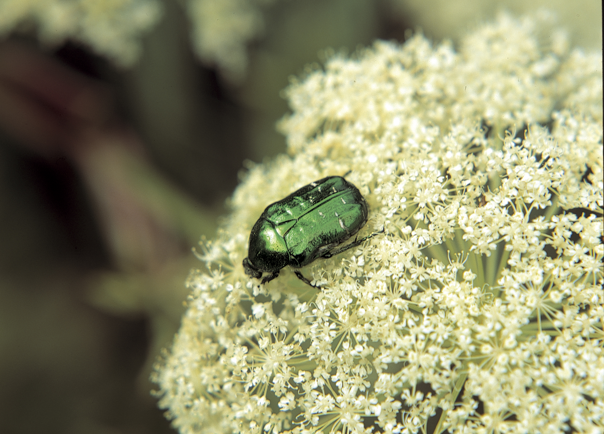 Rose chafer beetle (Tim Sandall/RHS.PA)