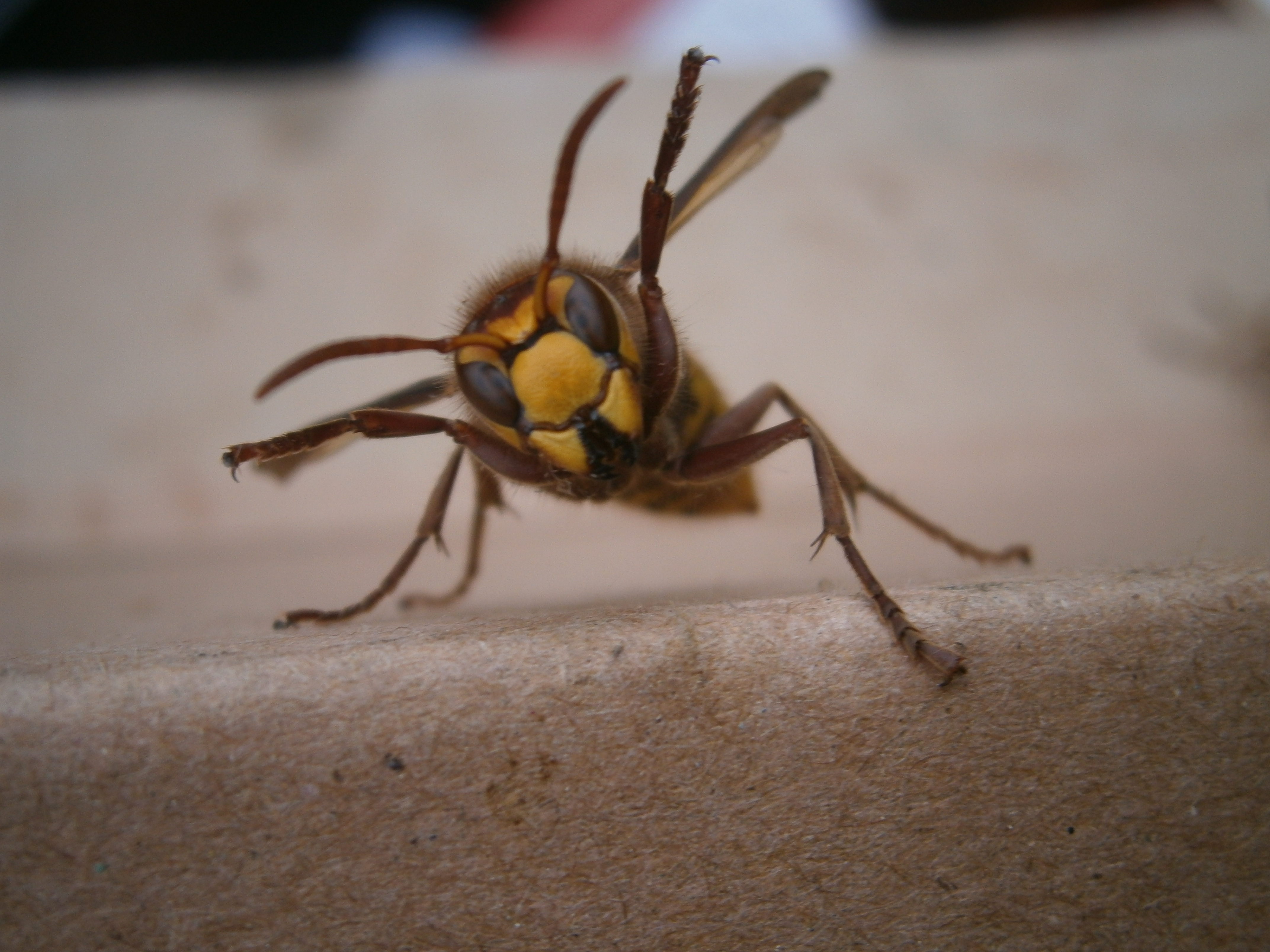 European hornet (Hayley Jones/RHS/PA)