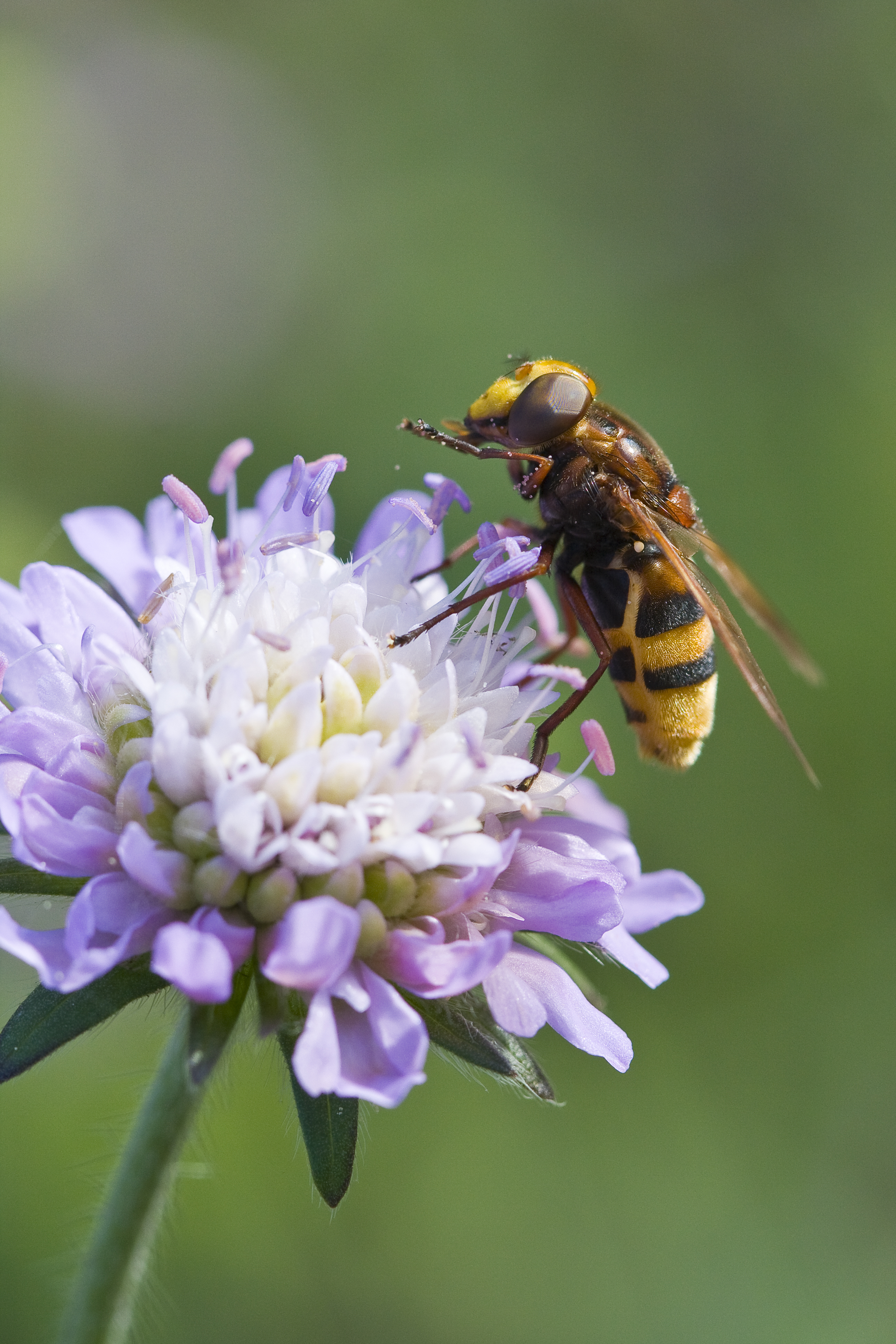 Female hoverfly (Carol Sheppard/RHS/PA)