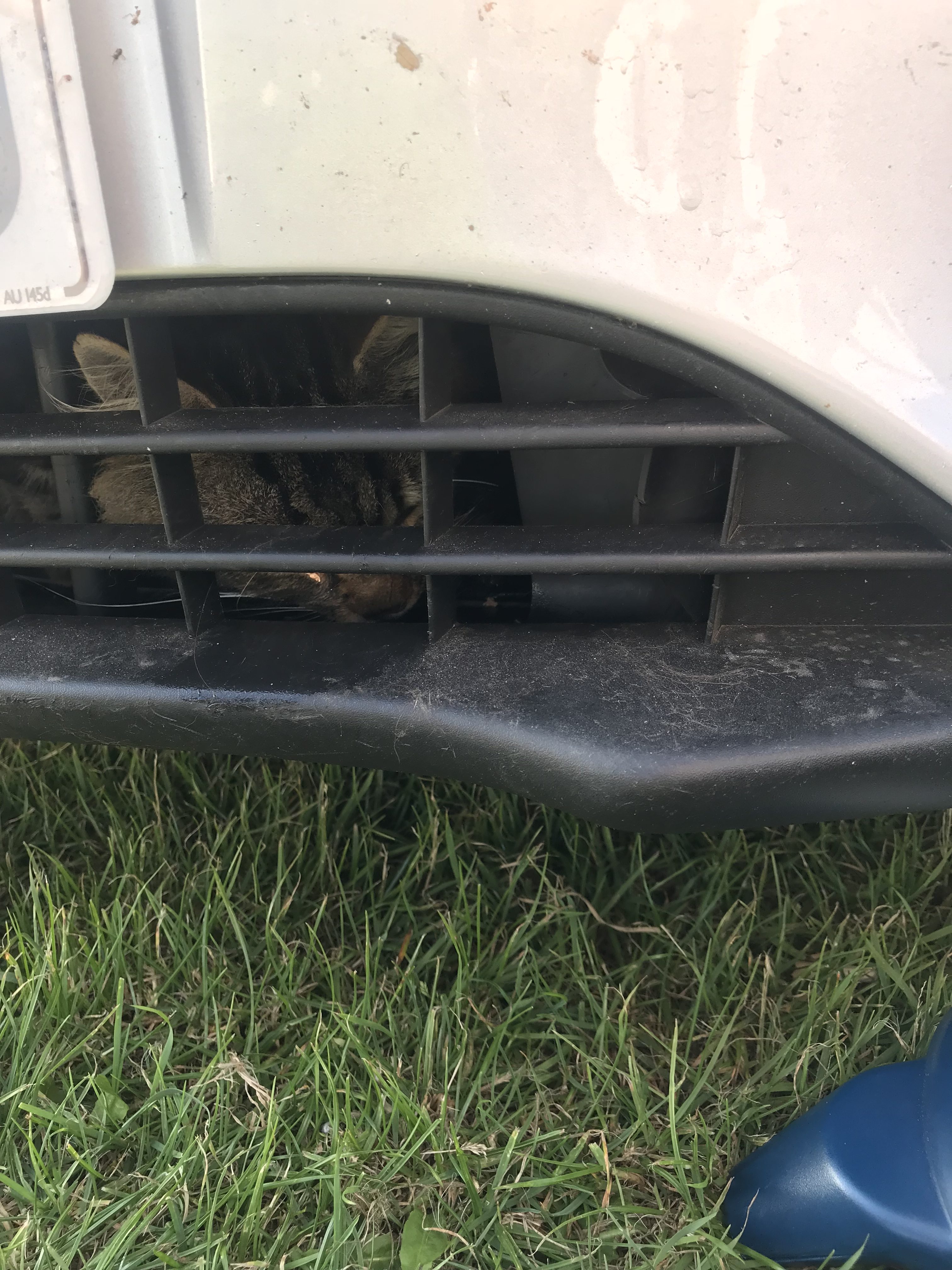 Cat Ford stuck in the grille of a car (RSPCA)