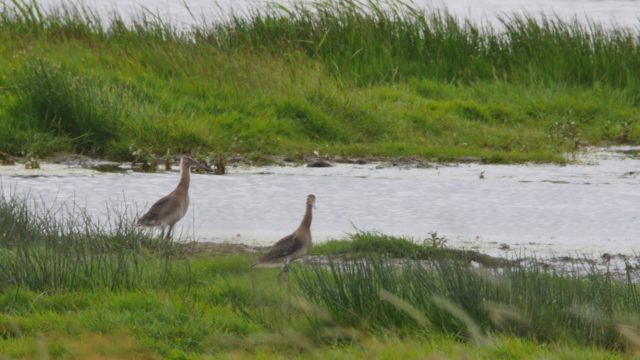 The black-tailed godwits reared in captivity are expected to spend time in the Fens before migrating south for winter (Bob Ellis/WWT/PA)