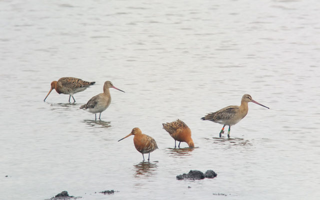 Some 49 black-tailed godwits have now been released after being reared at Welney Wetland Centre (Mark Whiffin/PA)