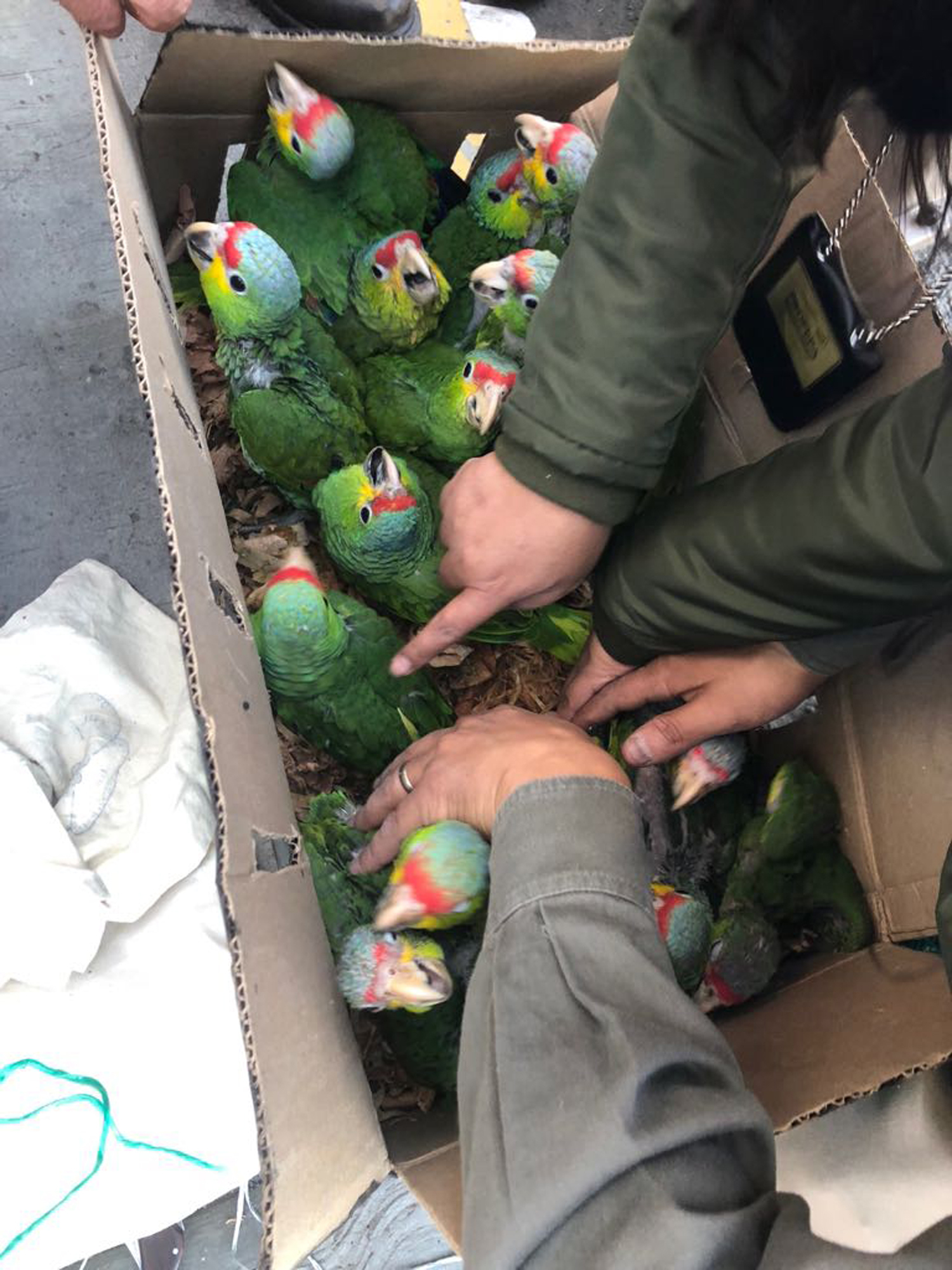 A box of Agapornis parrots are intercepted by Mexican police authorities