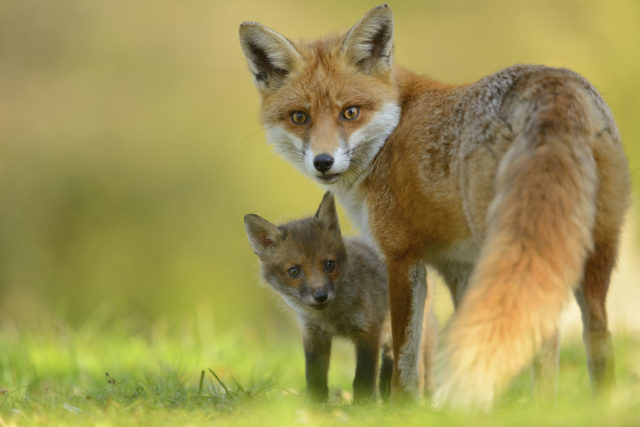 Foxes are commonly seen in people's gardens, the survey shows (Ben Andrew/RSPB/PA)