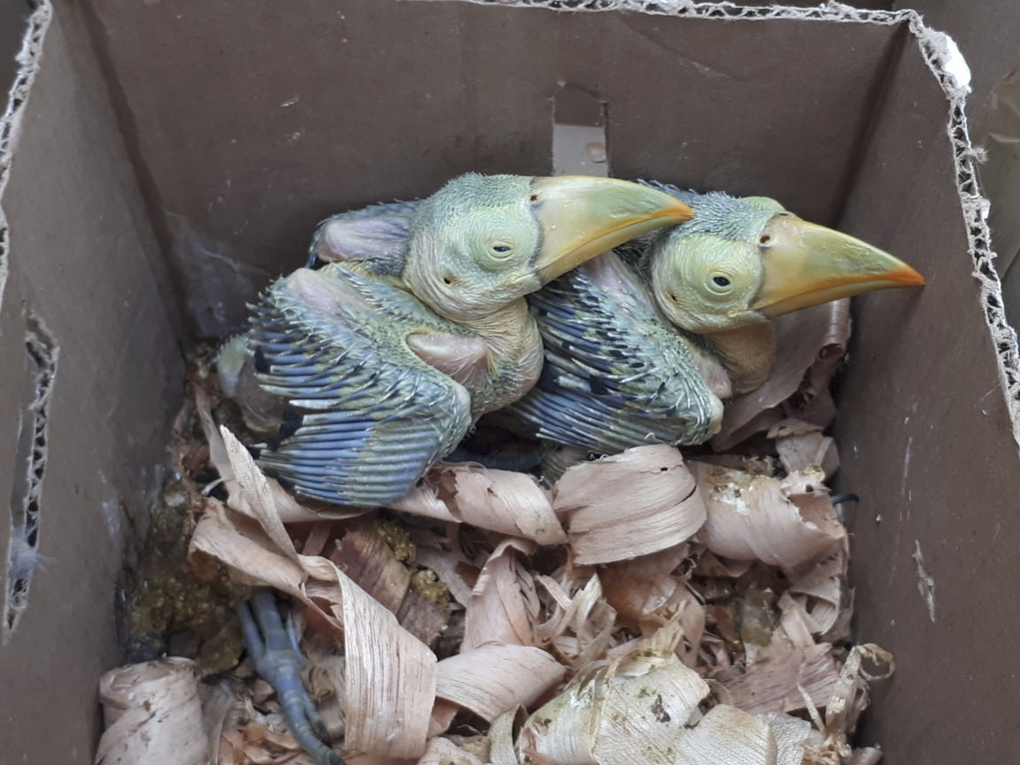 Young hatchlings intercepted by Mexican police authorities 