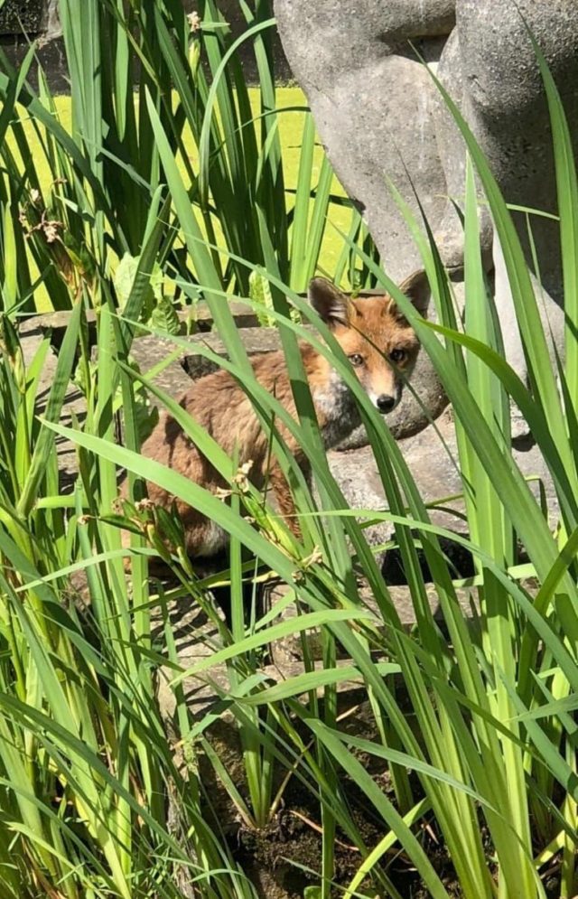 The fox cub was stranded in the centre of the Bulbous Betty fountain in Richmond. 