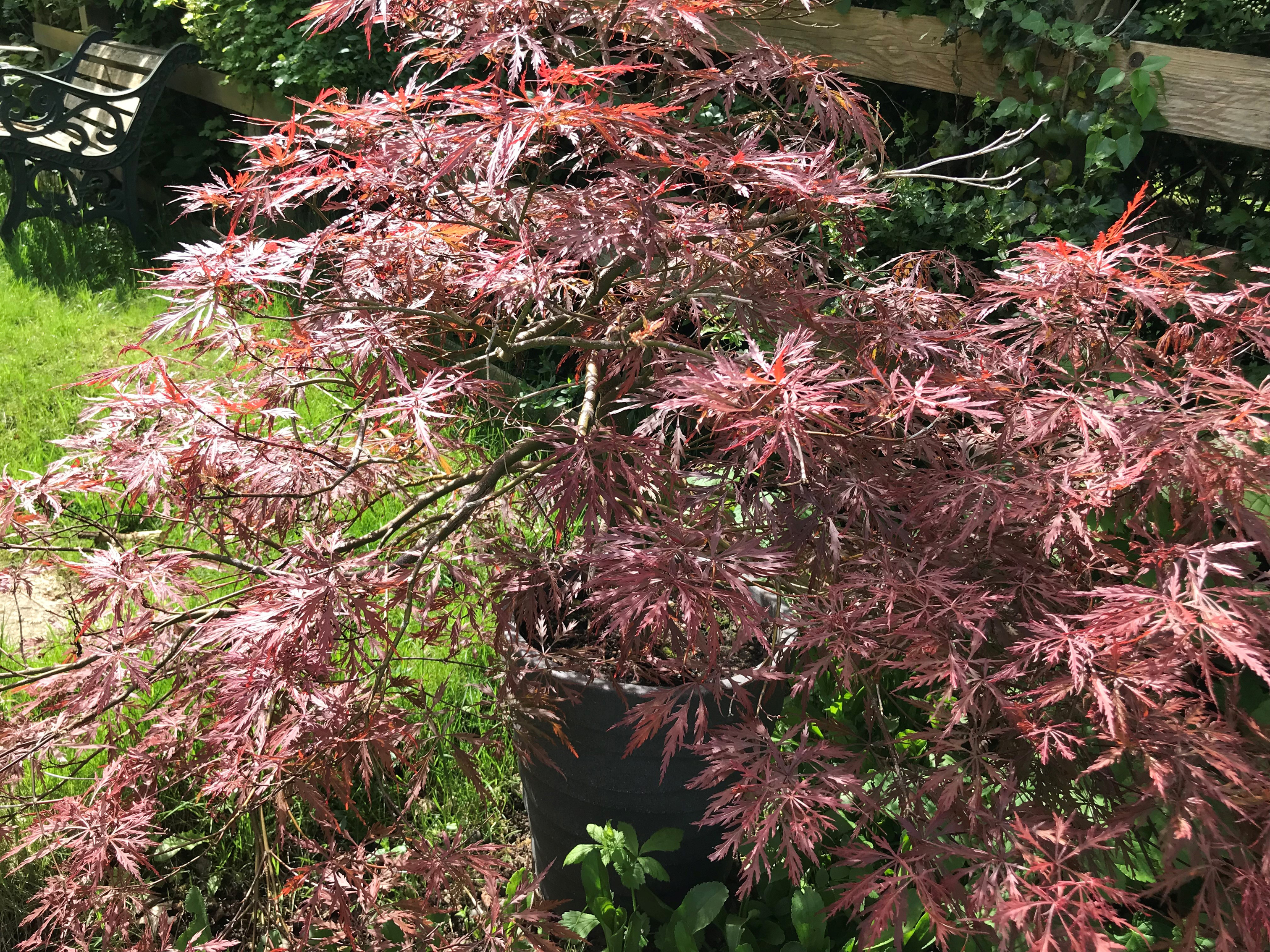Acers can be expensive (Hannah Stephenson/PA)