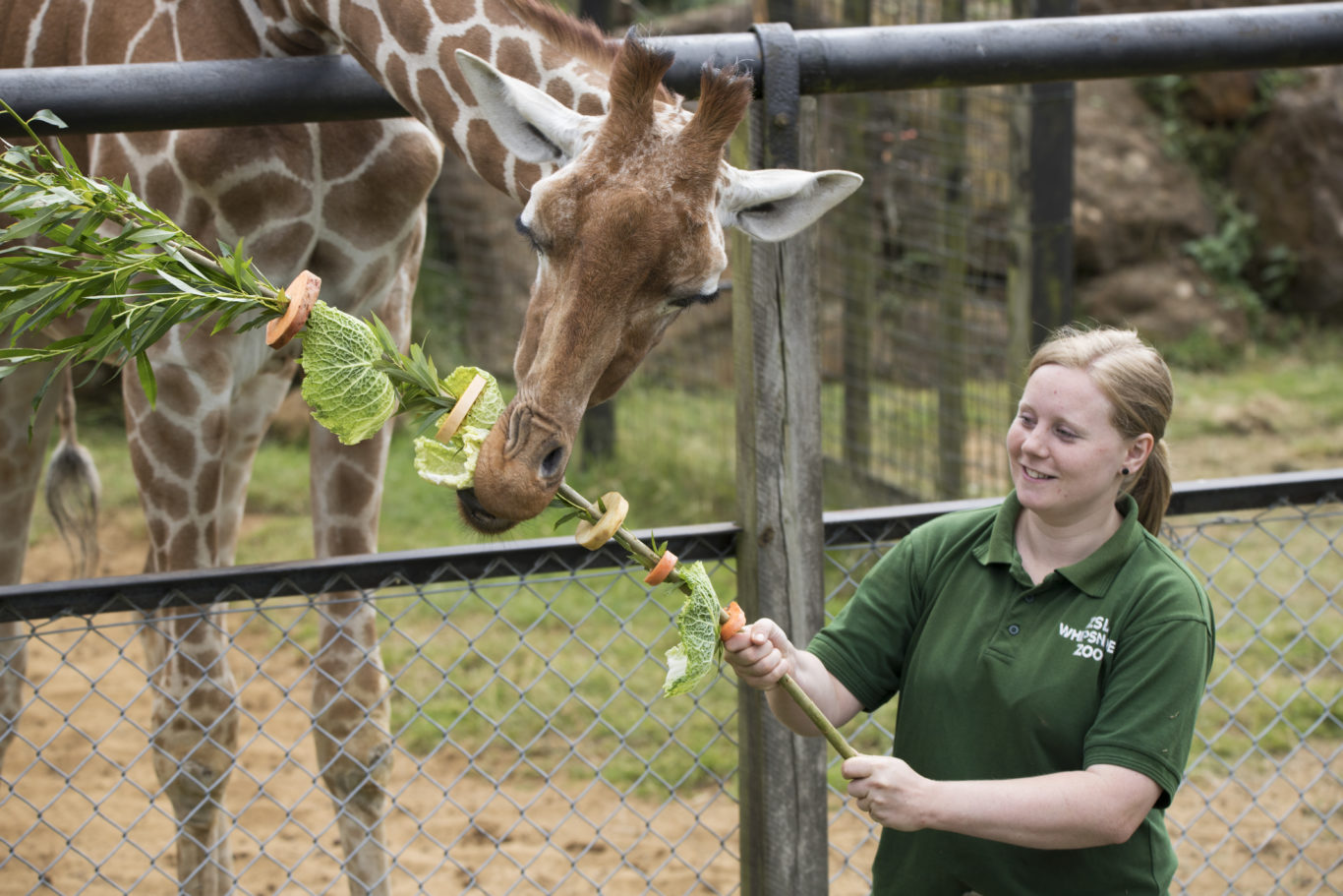 Check out these giraffes eating huge vegetable kebabs on skewers of ...