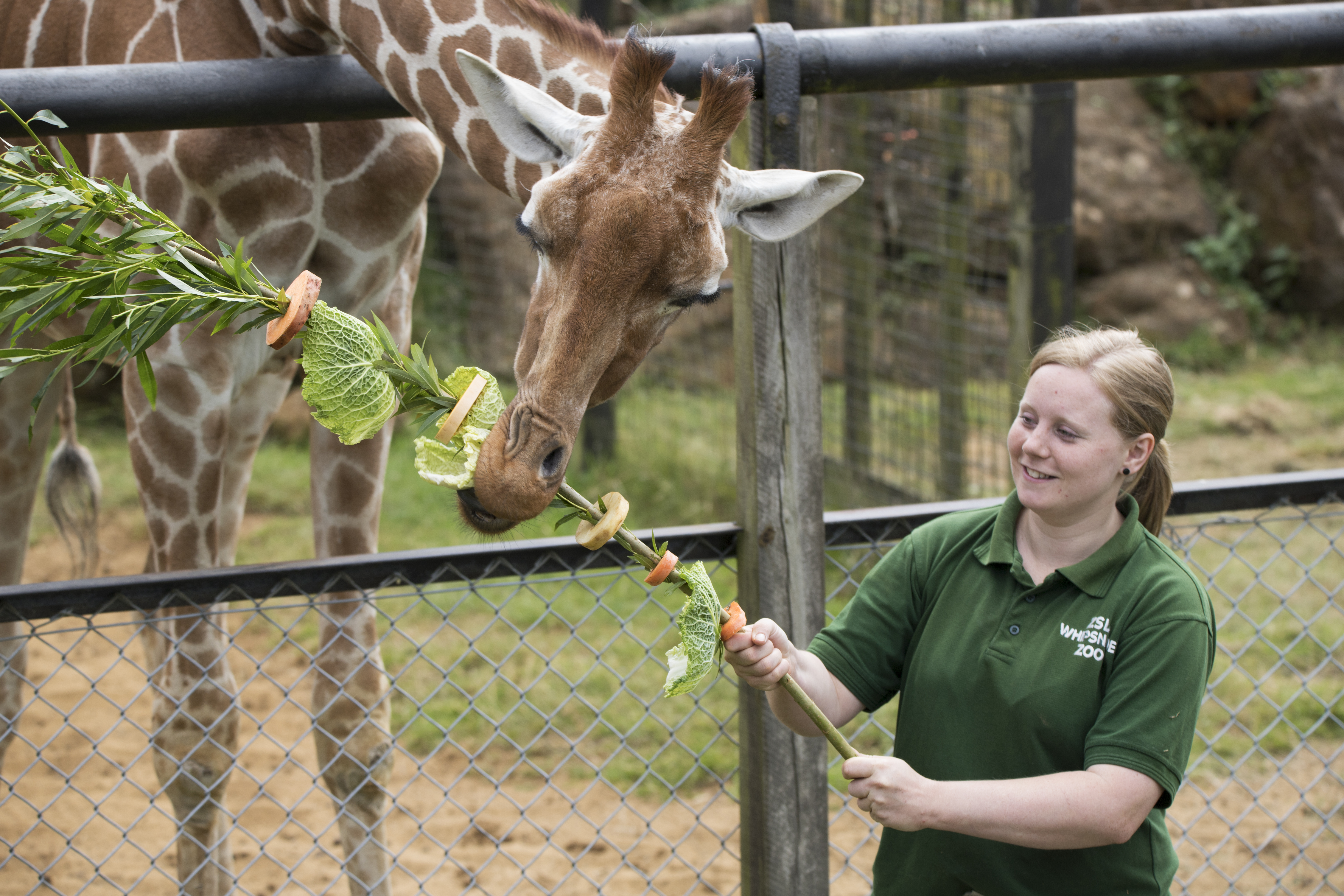 Giraffes at ZSL Whipsnade Zoo eat giant kebabs