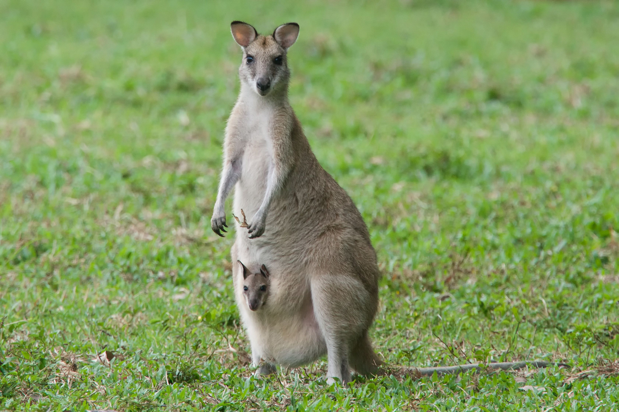Кенгуру архив. Эндемики Австралии кенгуру. Австралия Родина кенгуру. Кенгуру валлаби. Кенгуру с кенгуренком.