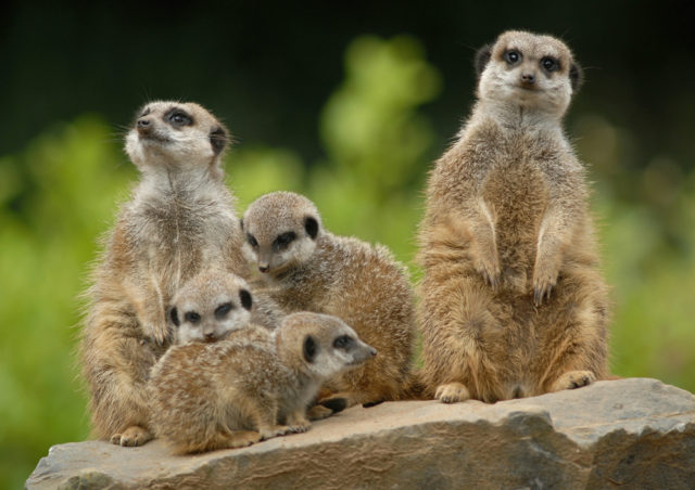 Sensory day for children with autism being held at Belfast Zoo ...