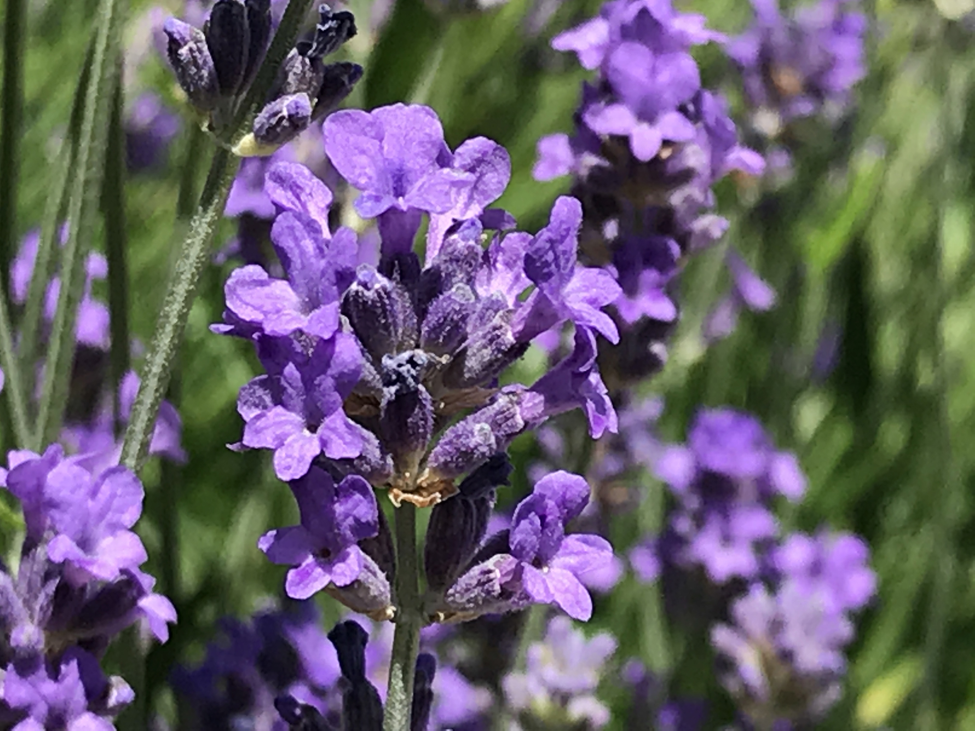 Lavender in bloom (Hannah Stephenson/PA)