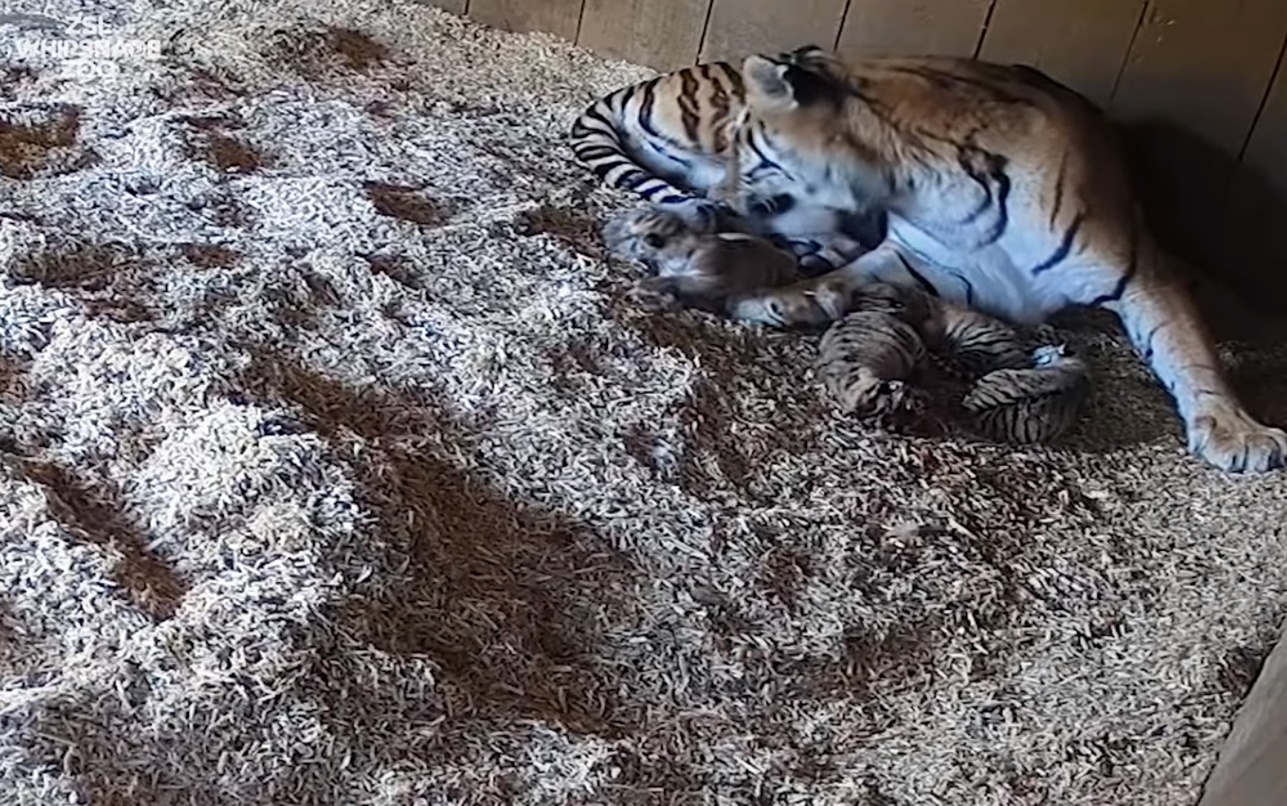 Tiger Cubs at Whipsnade Zoo
