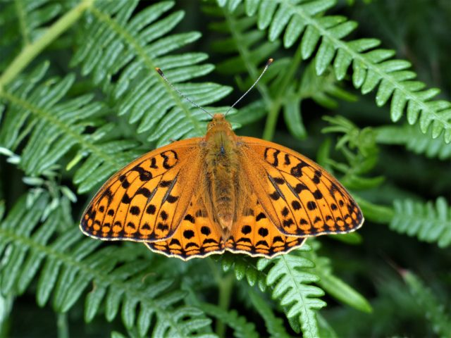 High brown fritillary numbers have declined by 66% since the 1970s in the UK (Matthew Oates/National Trust/PA)