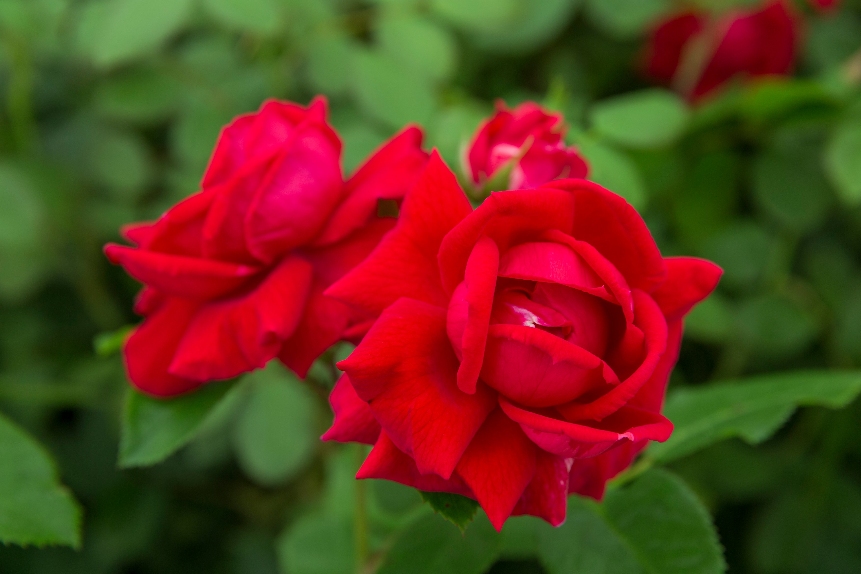 Red roses (Sarah Cuttle/RHS/PA)