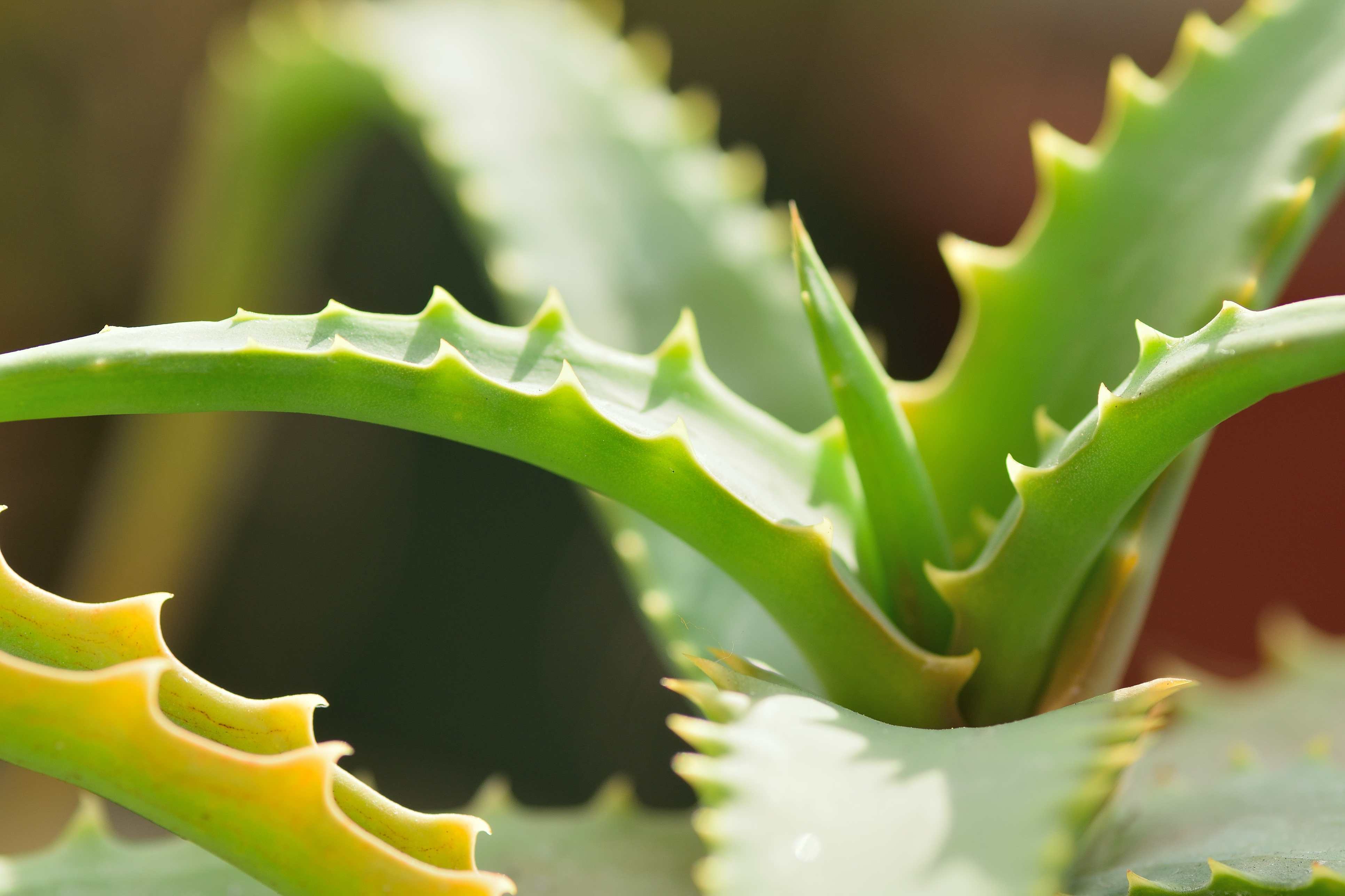 Aloe vera (Thinkstock/PA)