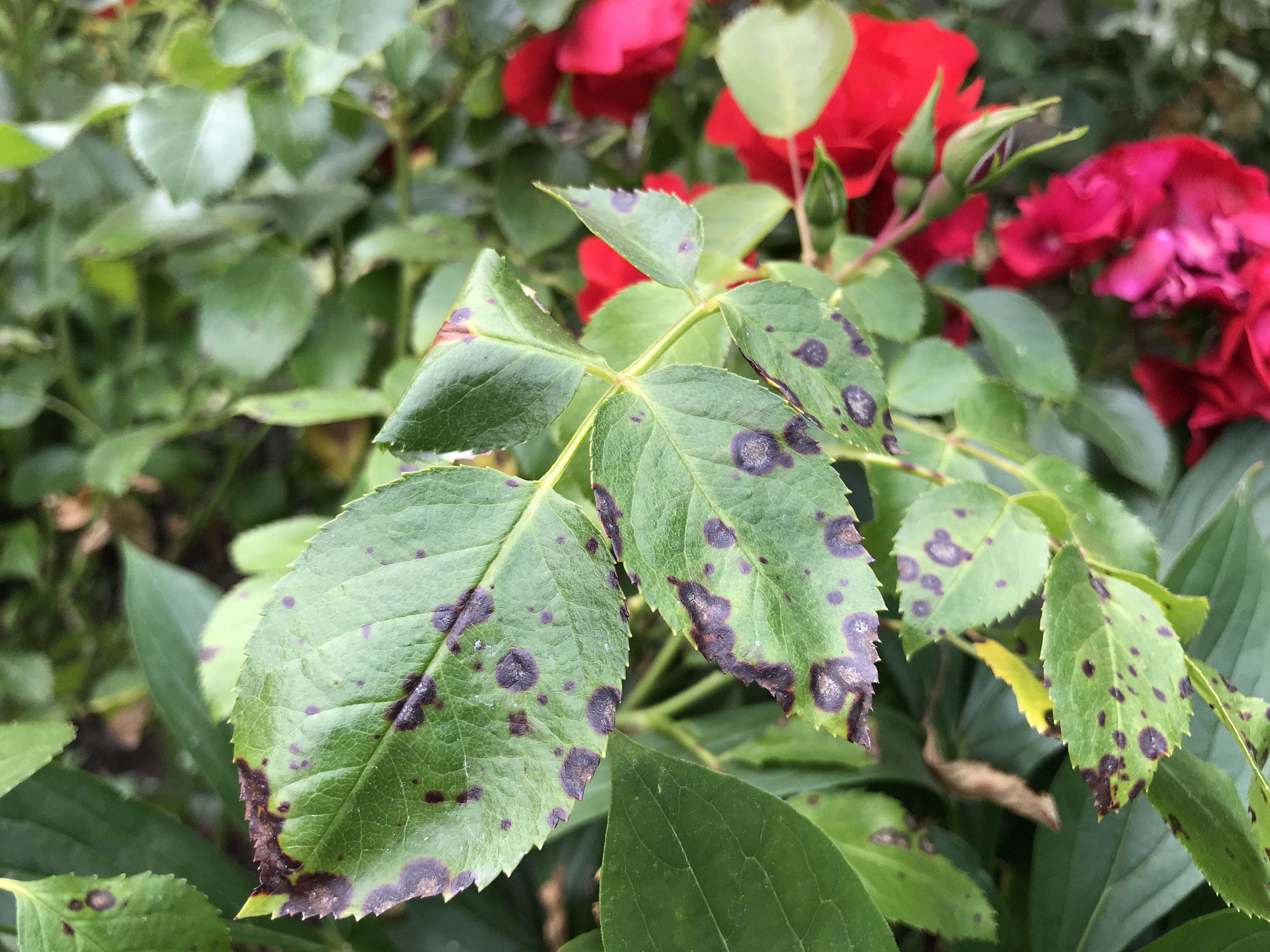 Black spot on roses (Hannah Stephenson/PA)
