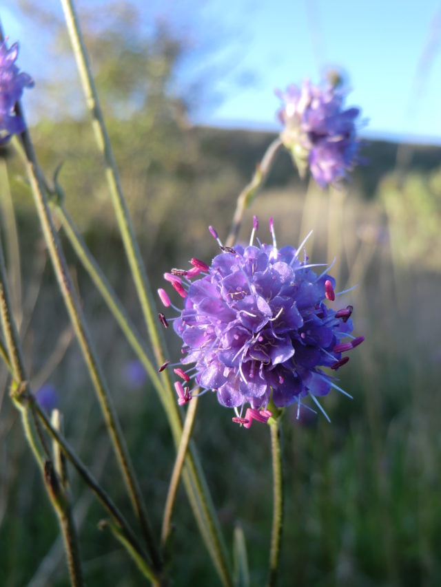 The decline of species such as devil's-bit scabious is of particular concern as many insects rely on them (Plantlife/PA)