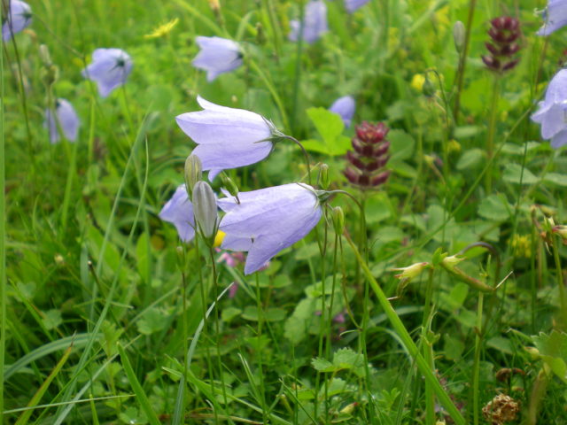 Harebells are among the plants which are now 'near threatened', experts warn (Beth Halski/Plantlife/PA)