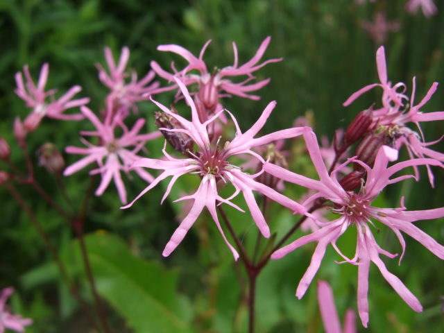Ragged robin is well-loved flower suffering marked declines, Plantlife warns (Beth Halski/Plantlife/PA)