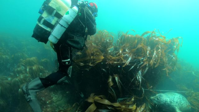 Diver Graham Scrott from Wessex Archaeology diving the wreck of HMS Montagu which is covered in kelp (Wessex Archaeology/PA)