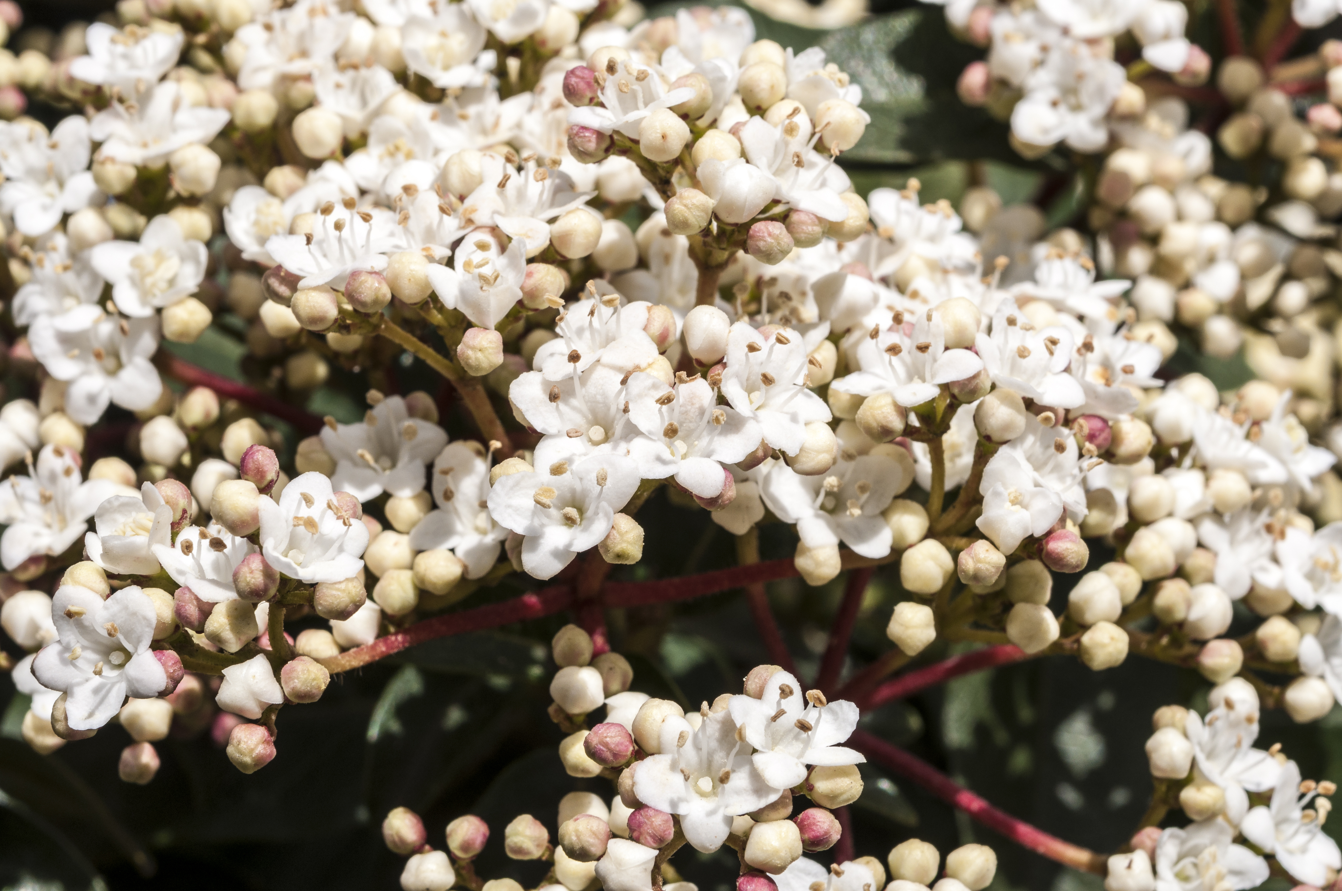 Viburnum tinus can do well in dry shade (Thinkstock/PA)