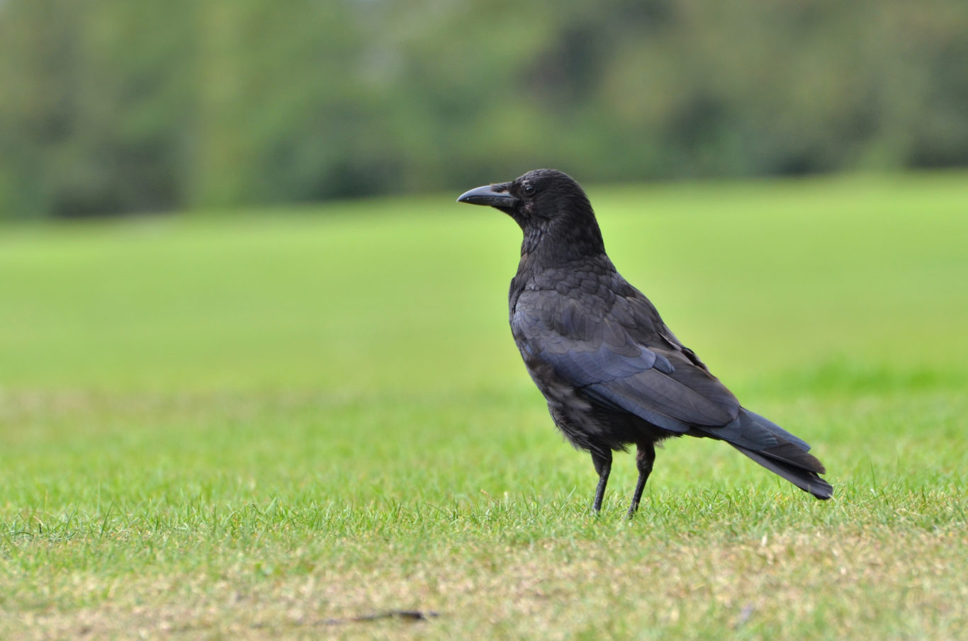 Meet the crow that asks ‘are you alright, love?’ in a Yorkshire accent