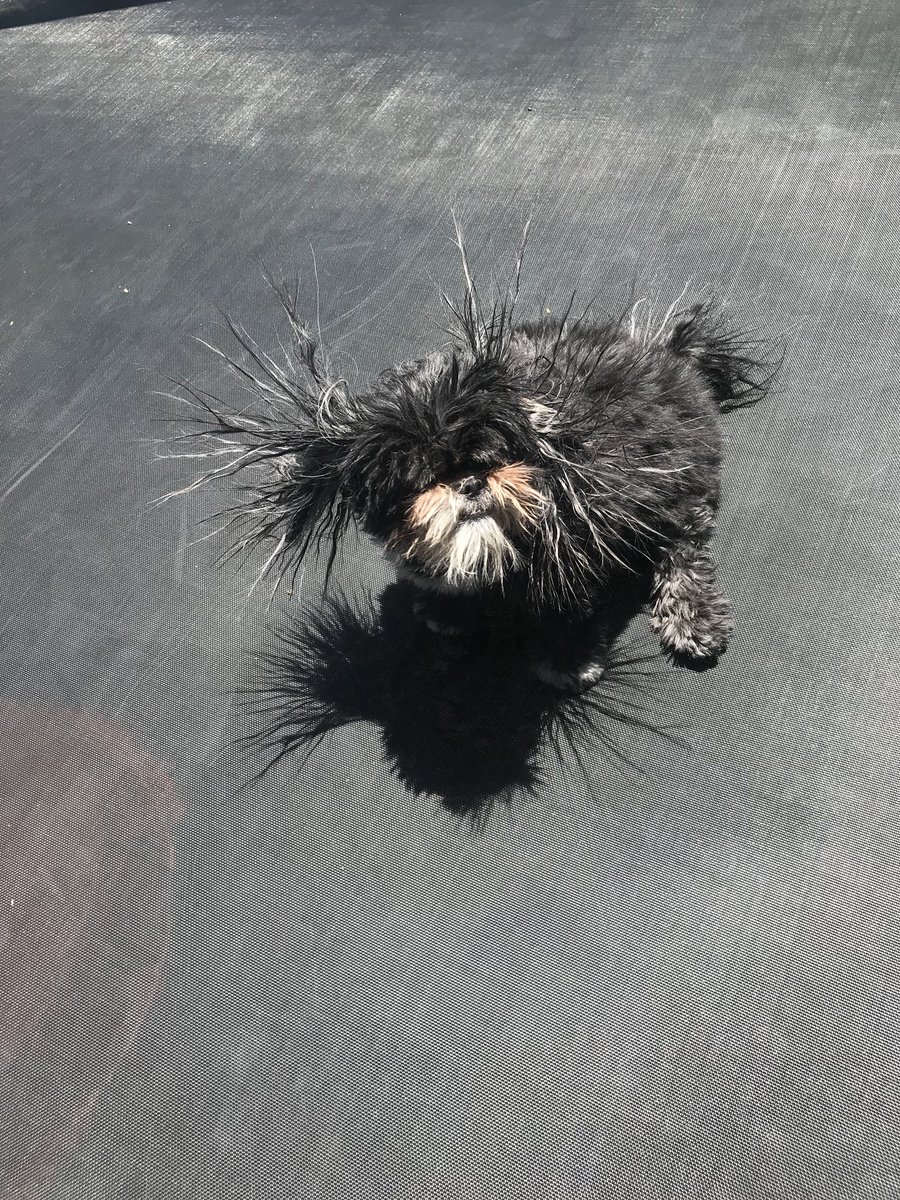 dogs and static electricity