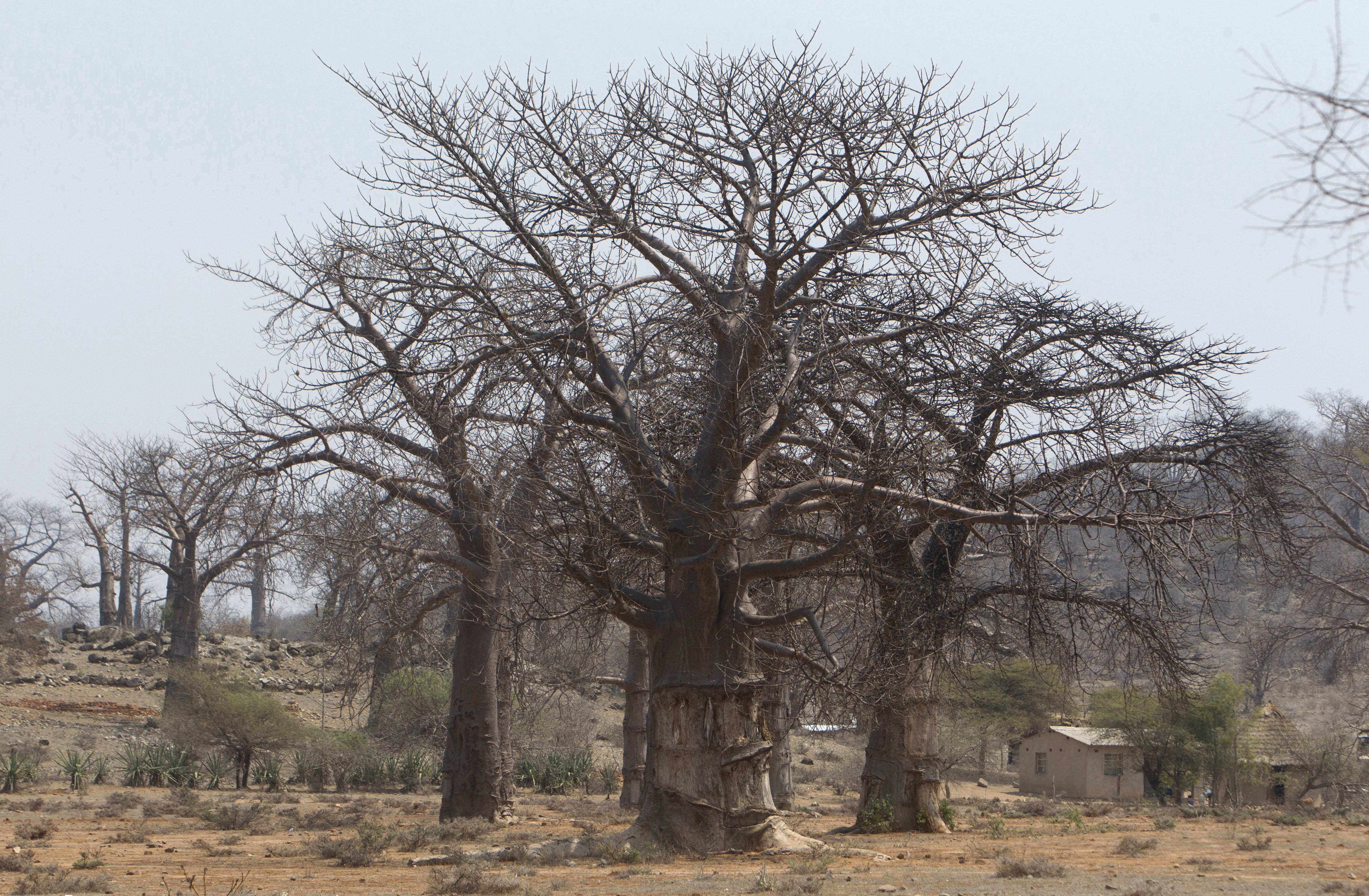 Baobab trees in a field in Chimanimani, Zimbabwe