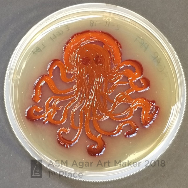 Serratia octopus.