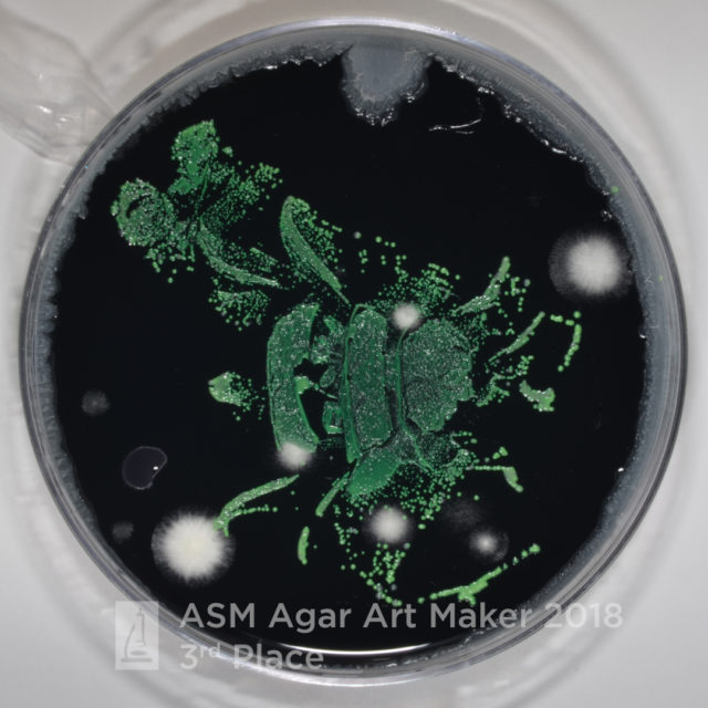 A Bumble bee, bacteria and mold: Could this be art in the making?
