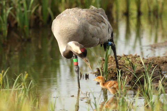 Crane populations are predicted to rise to as many as 275 breeding pairs within 50 years (Mark Hughes/PA)