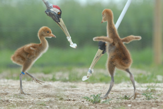 Conservationists have imported eggs and reared chicks to fledging as part of the great crane project to boost populations (WWT/PA)