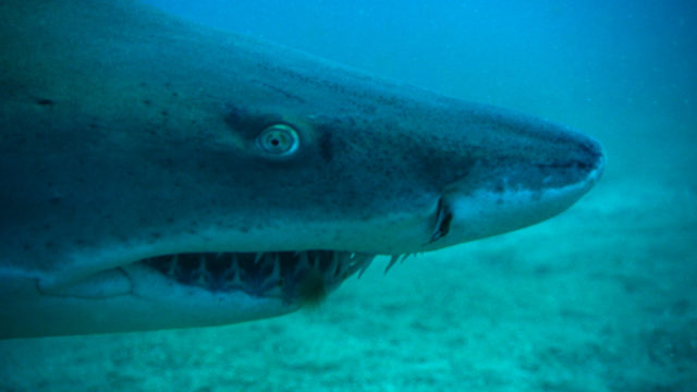 Many people think sharks, like this sand tiger shark, have been given a bad reputation by Hollywood (National Geographic Channels/ T3Media/PA)