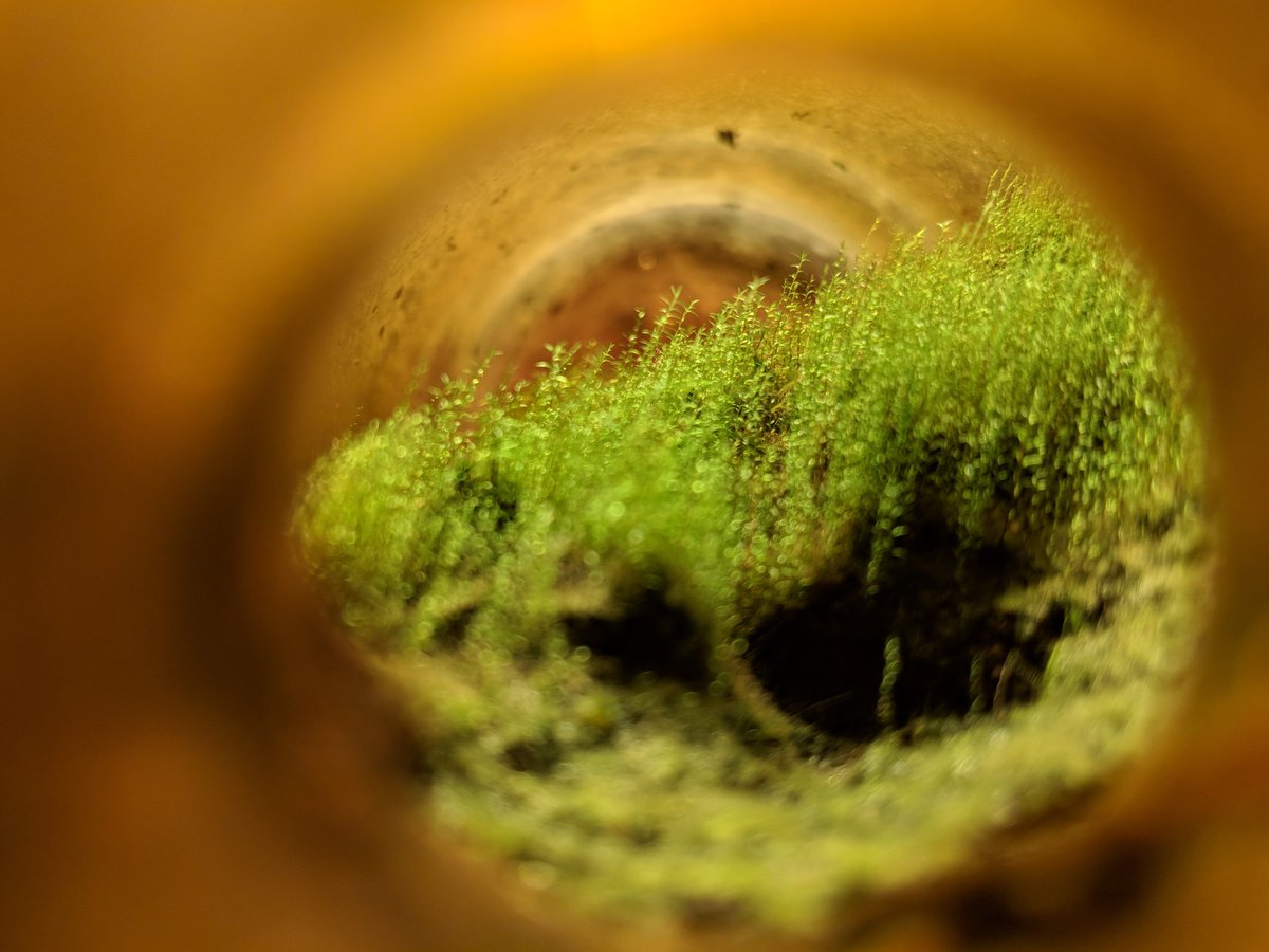 The greenery in the bottle