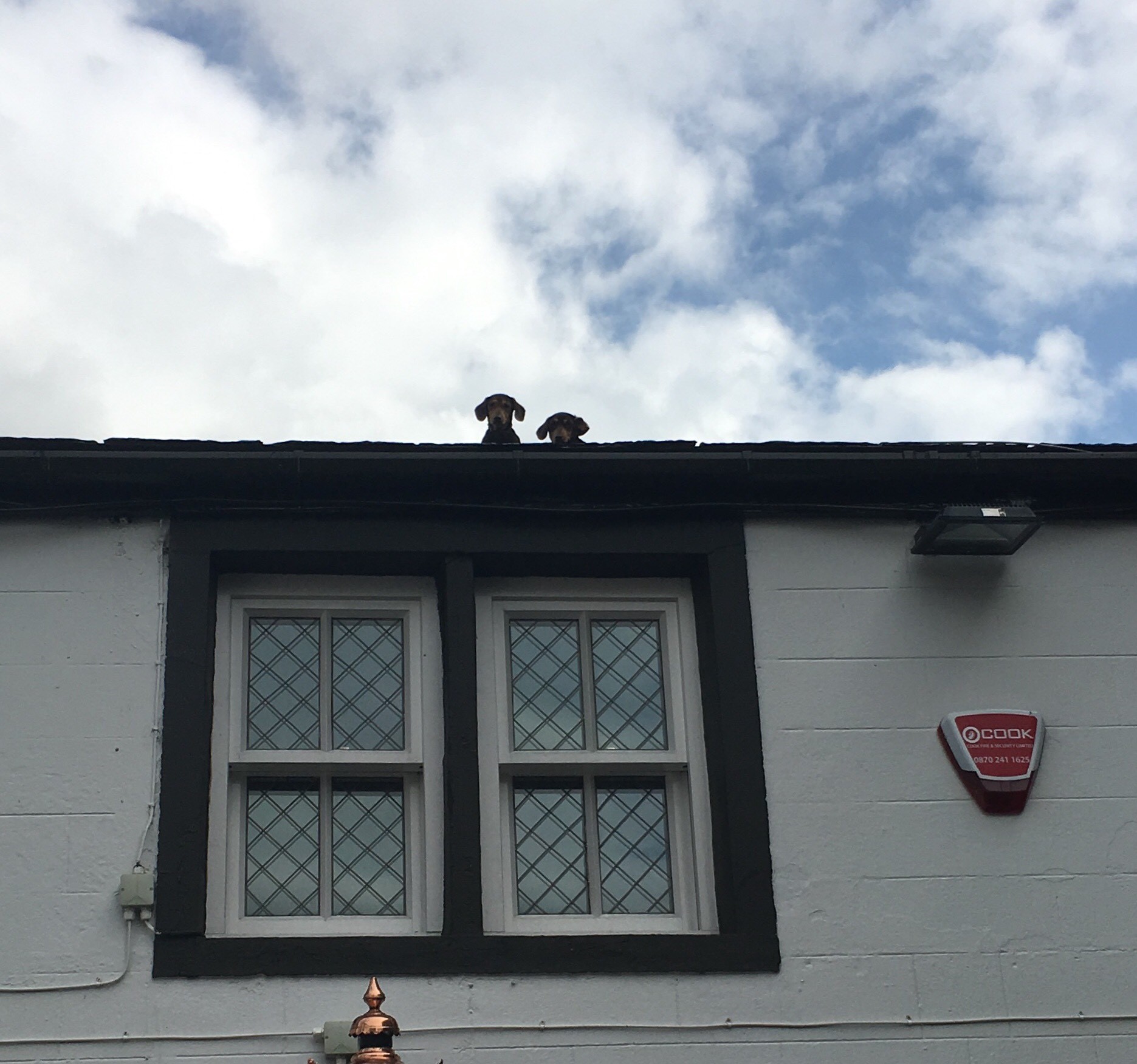 Two Dachshunds on top of a roof