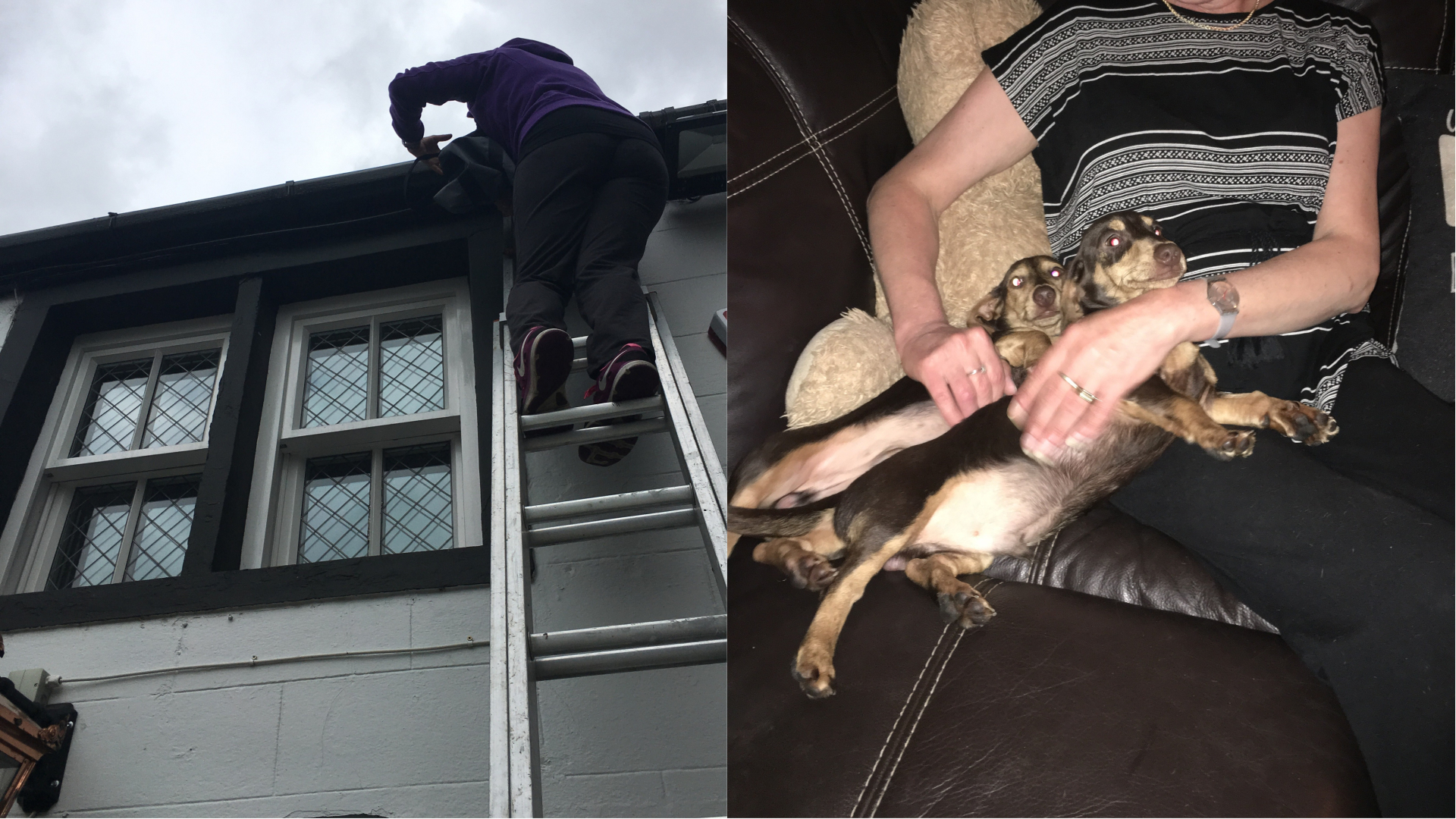 Two Dachshunds who were rescued from on top of a roof